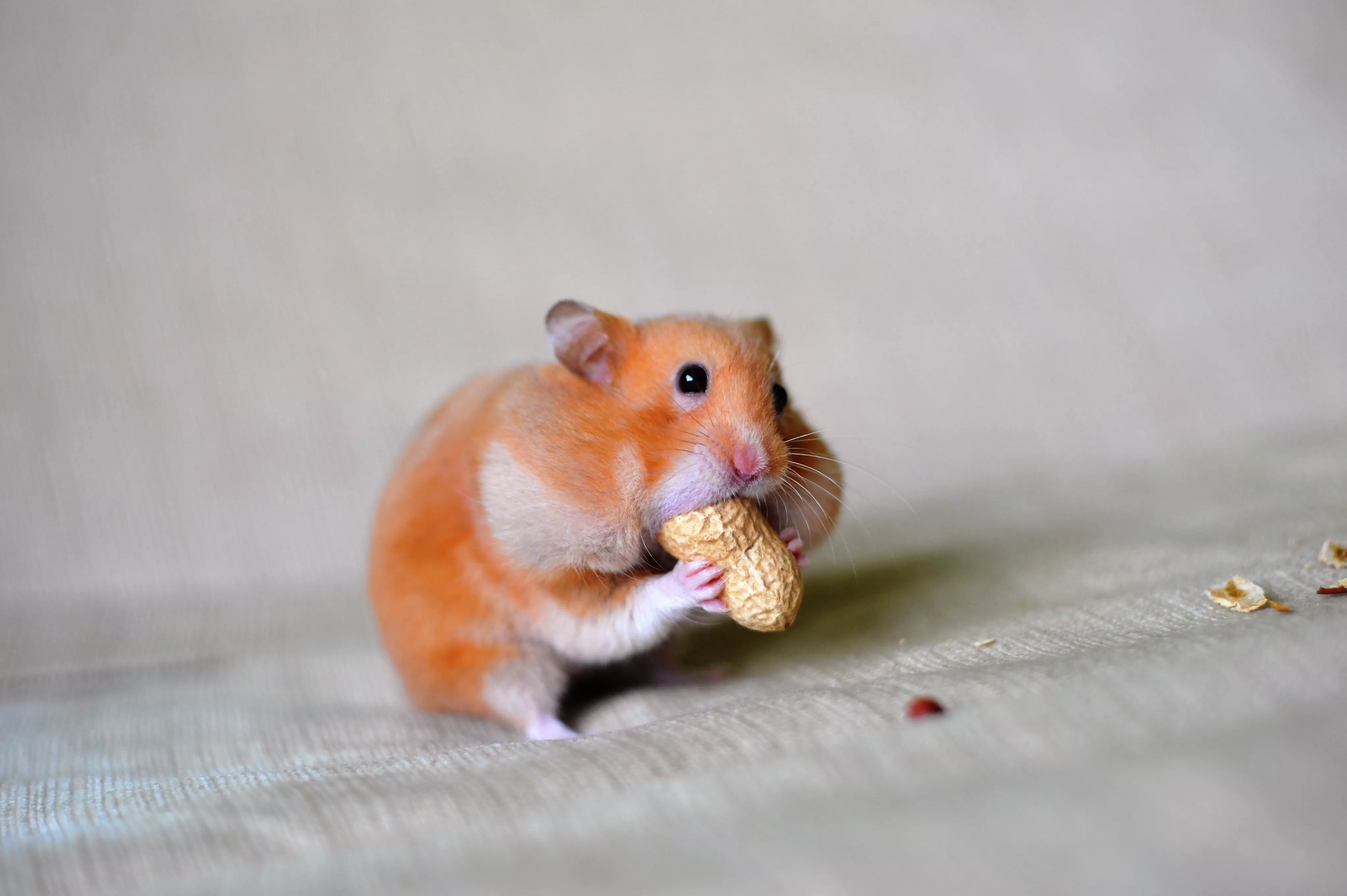 Hamster Cheek Pouches — care guide