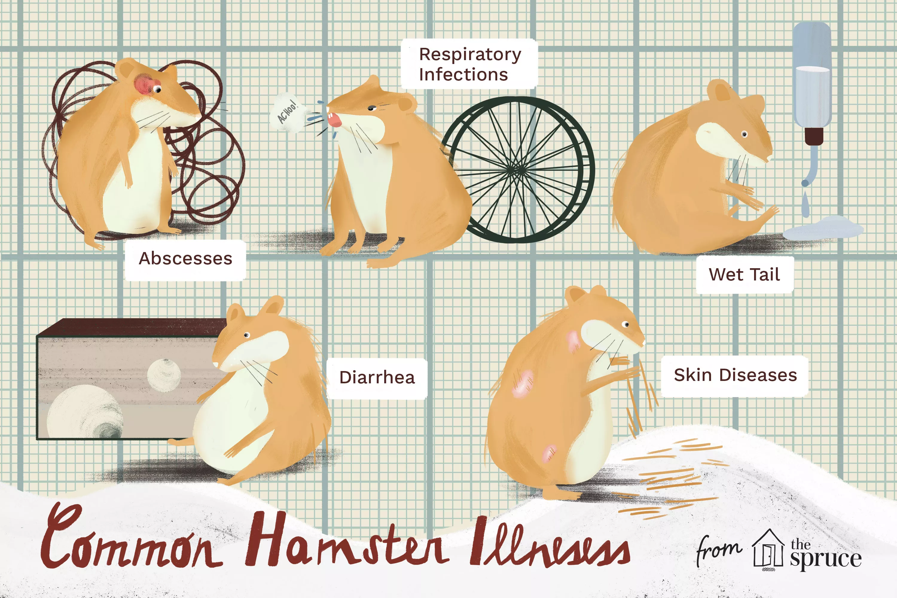 Hamster Health and Diseases — care guide