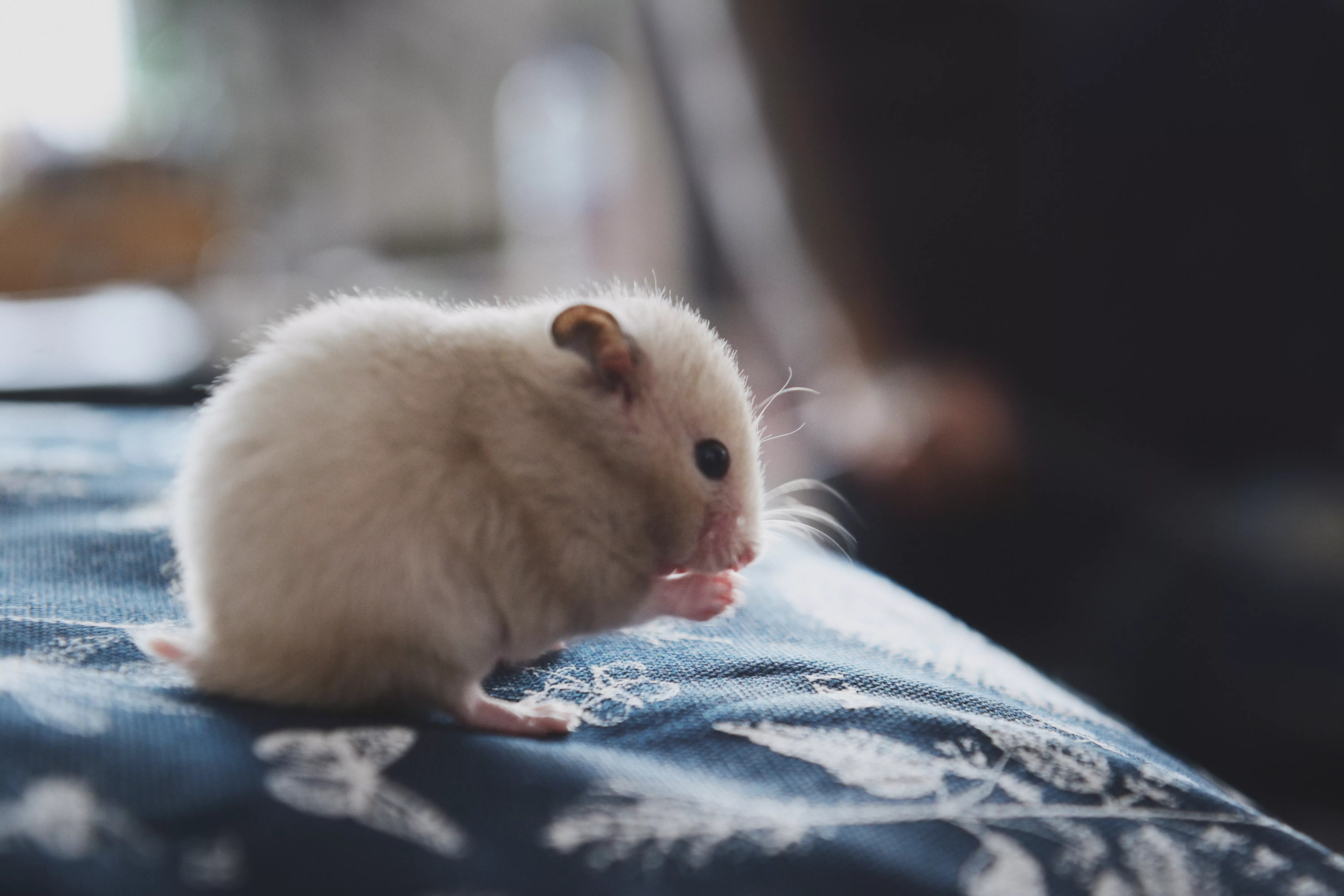 Problems With Hamsters' Teeth — care guide