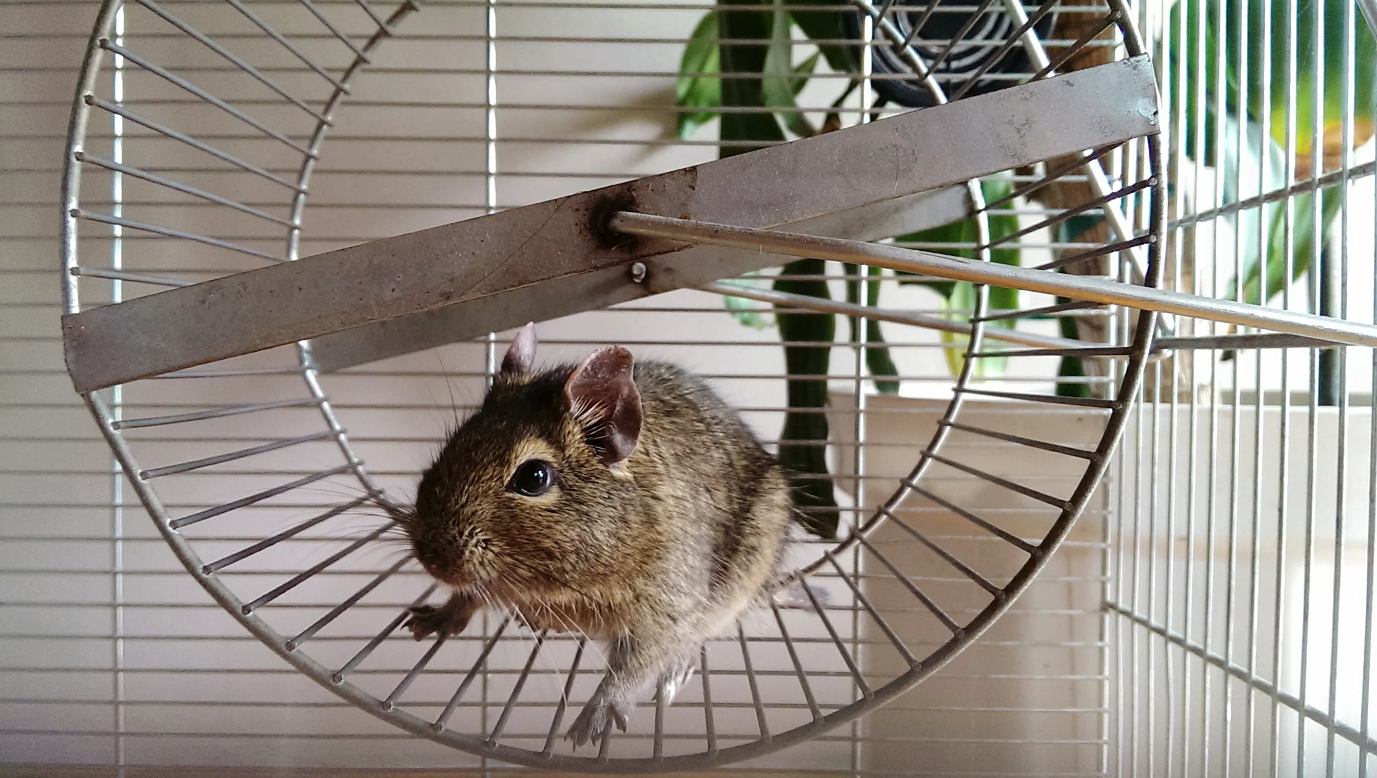 Pet Hamster Toys: Exercise and Entertainment for Your Furry Friend — care guide