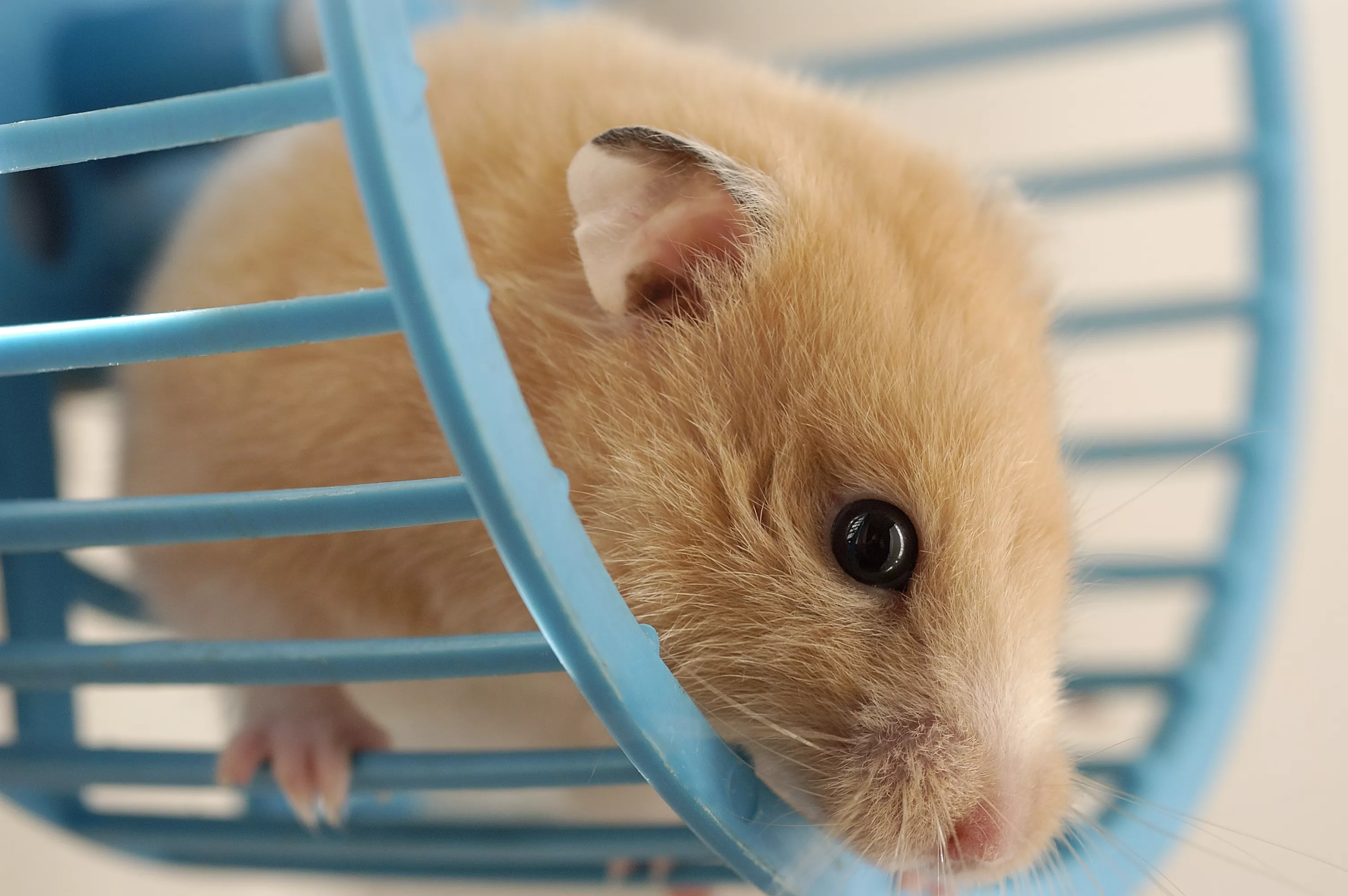 The Different Types of Hamster Wheels — care guide