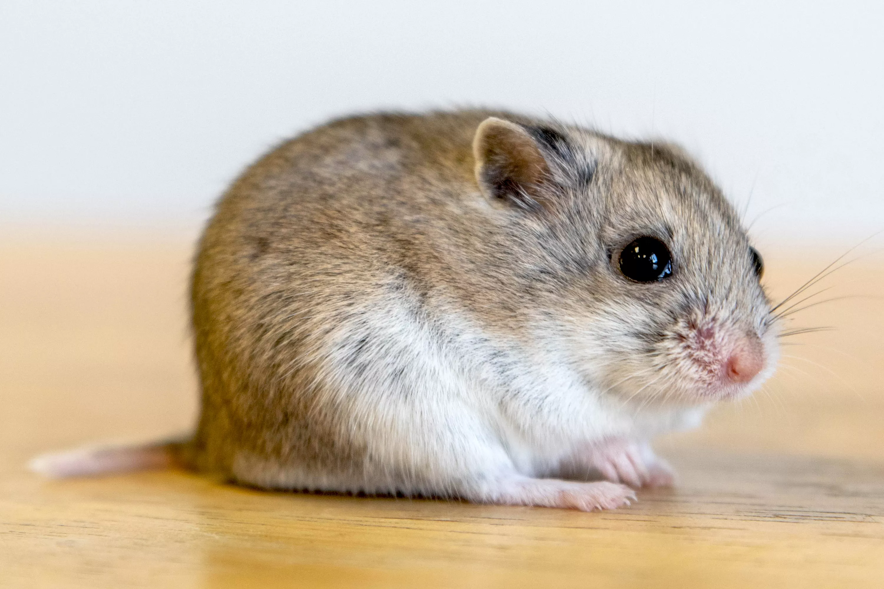 Essential Guide to Hamsters as Pets — care guide