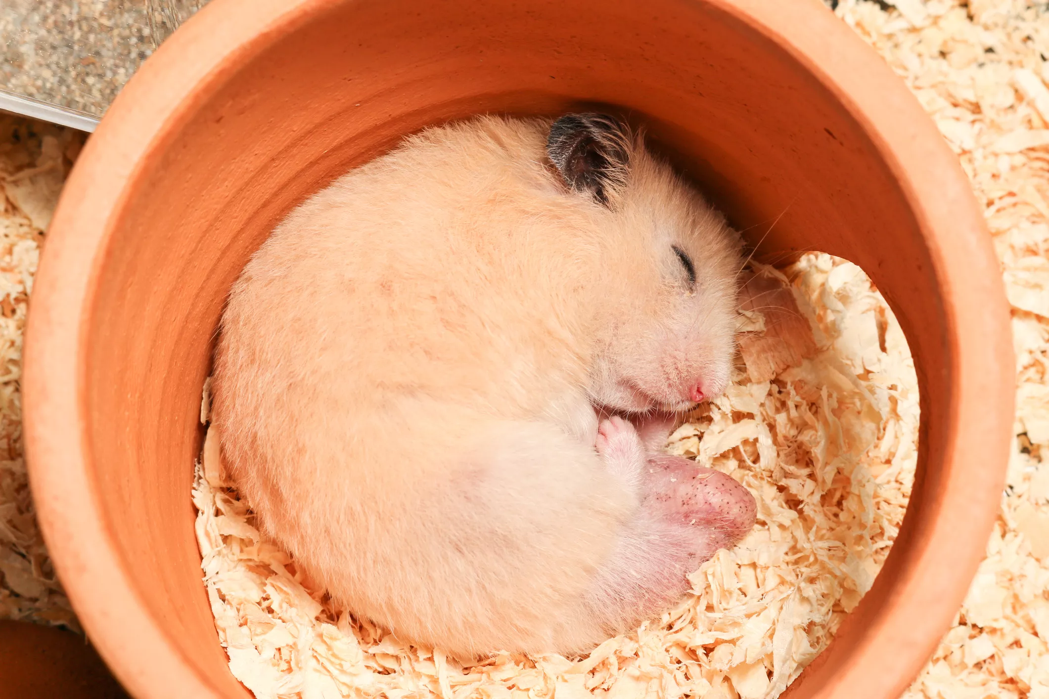 How Long Do Hamsters Sleep? — care guide
