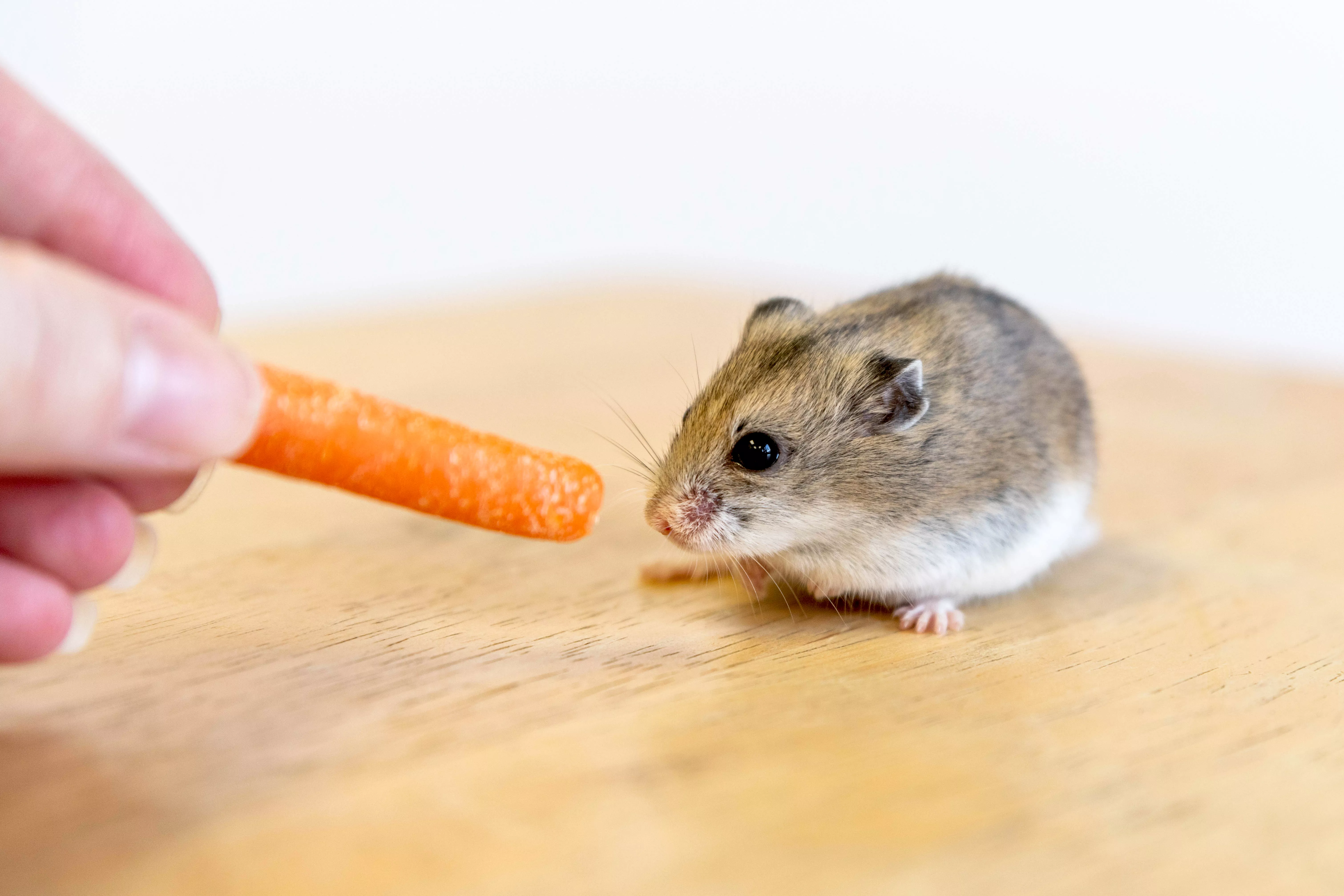 How to Train Your Hamster to Be Tame — care guide