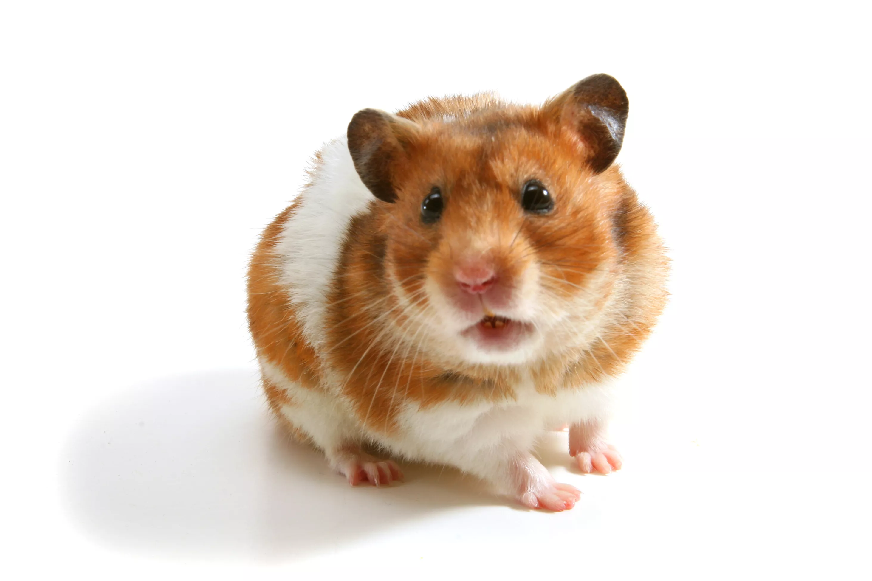 Abscesses in Hamsters — care guide