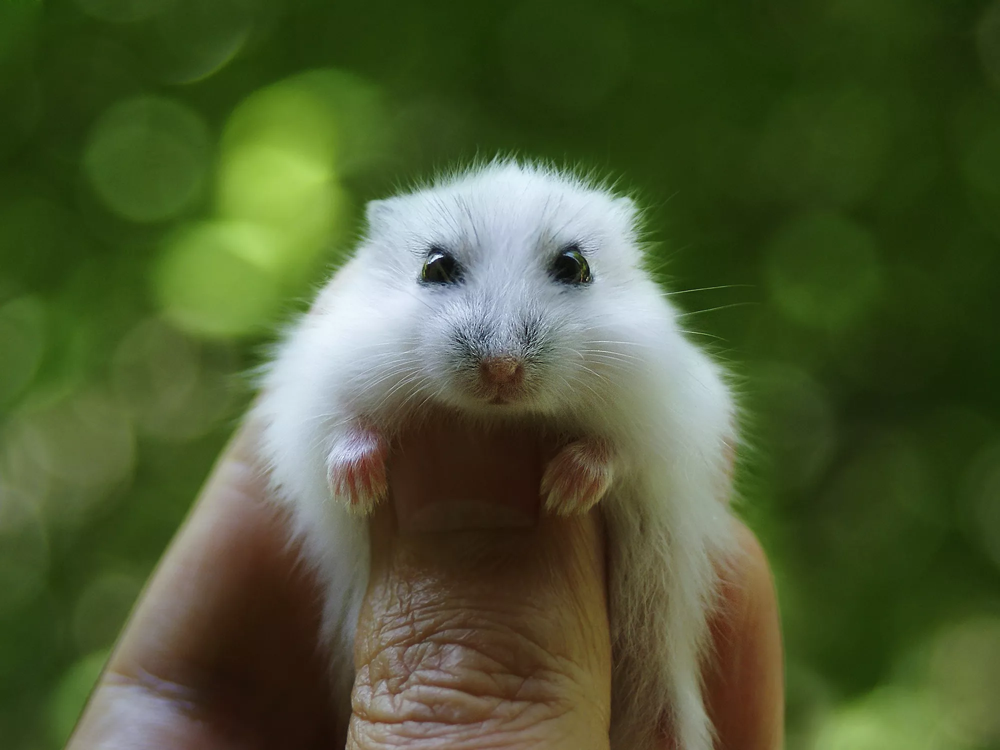 Determine Whether or Not a Hamster Is the Right Pet For You — care guide