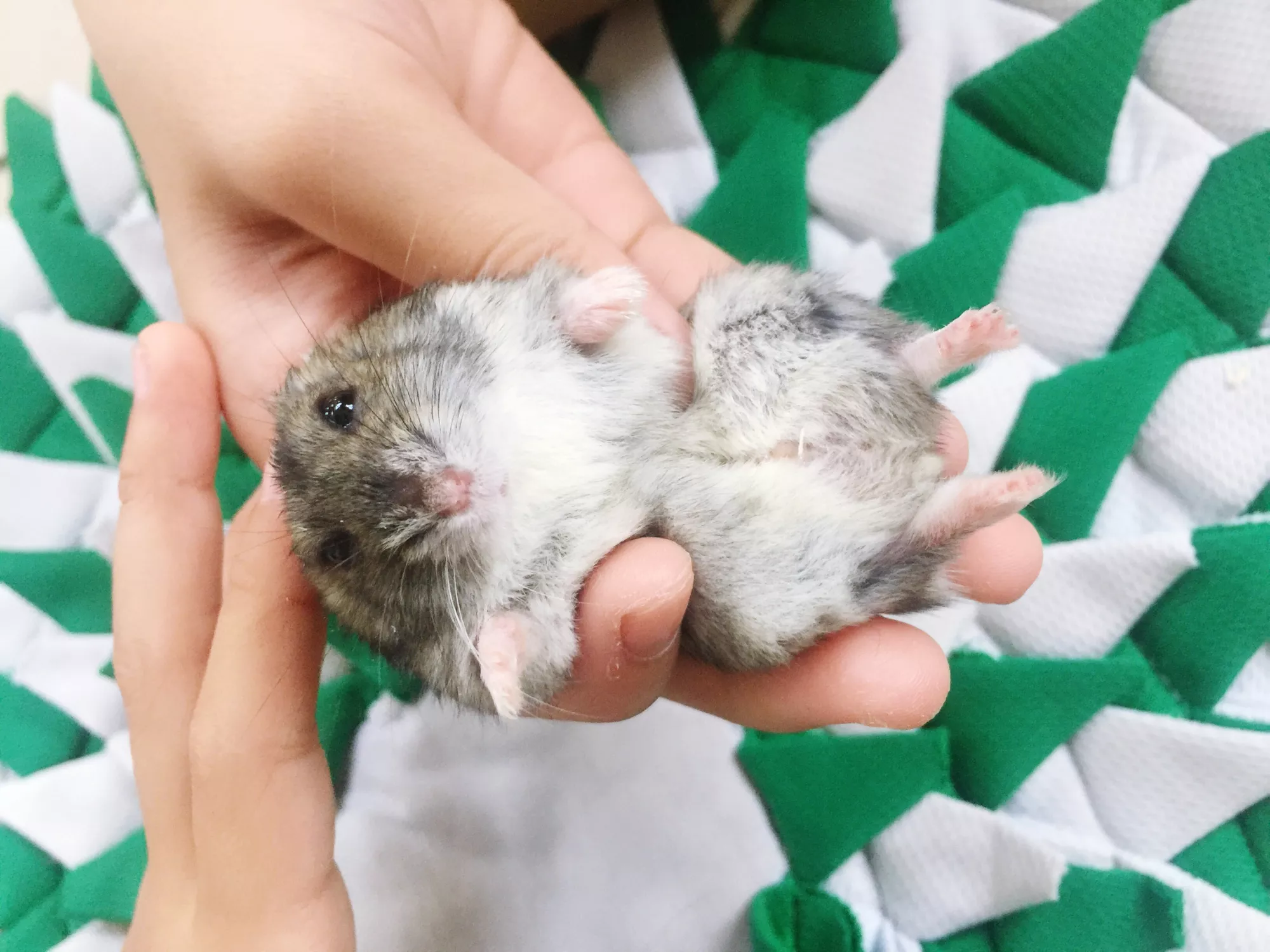 How to Sex a Hamster: Identify Gender Differences — care guide