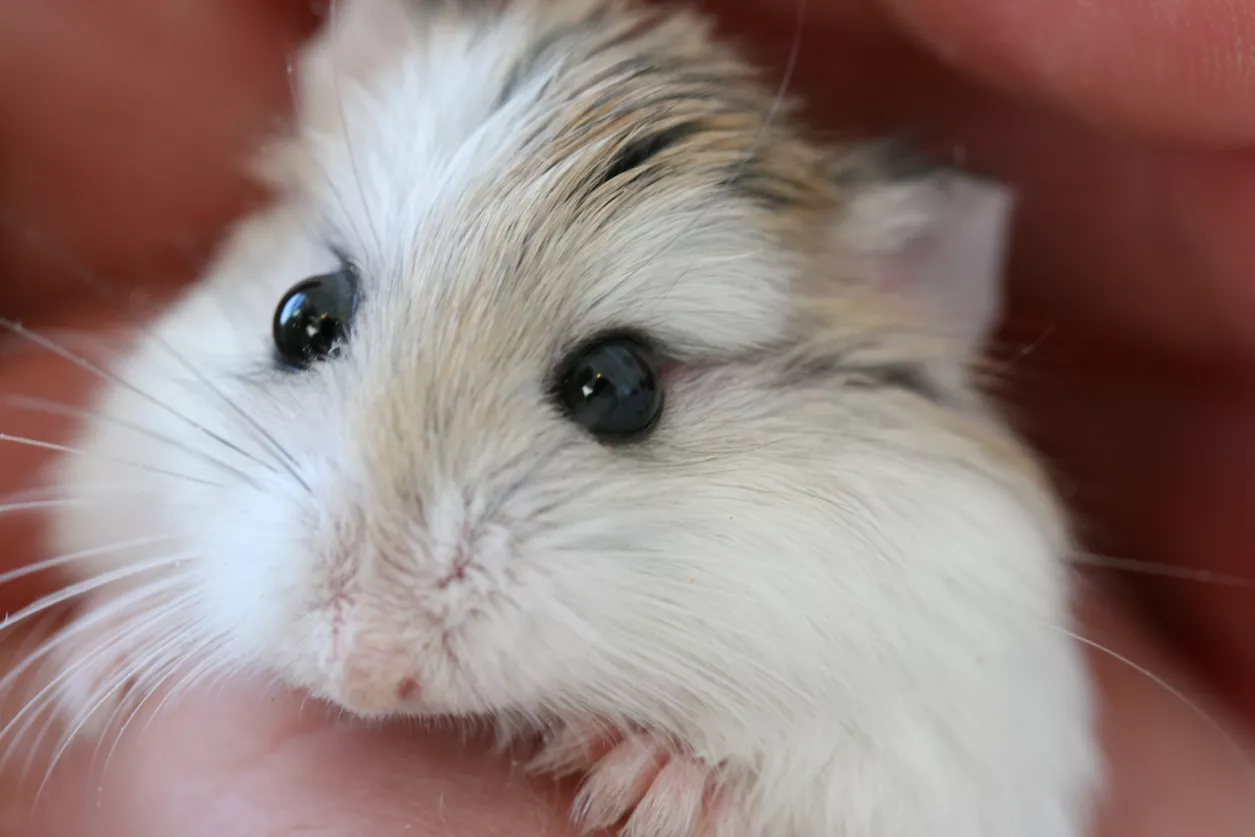 Discover the Best Types of Hamsters for Your Next Furry Friend — care guide