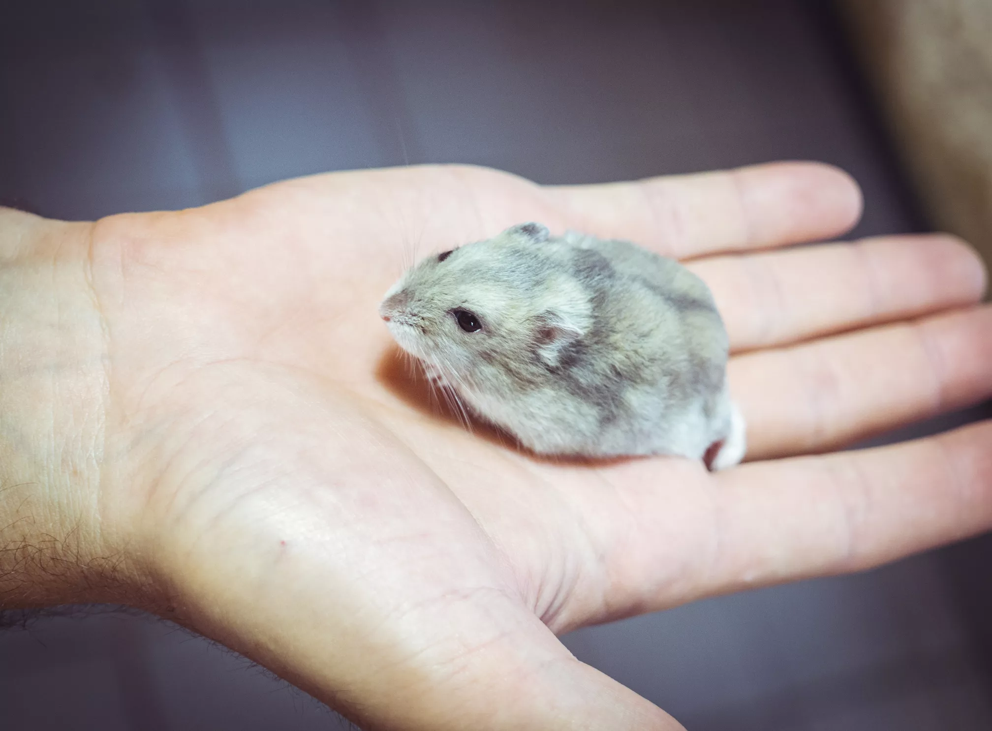 5 Most Popular Pet Hamsters — care guide
