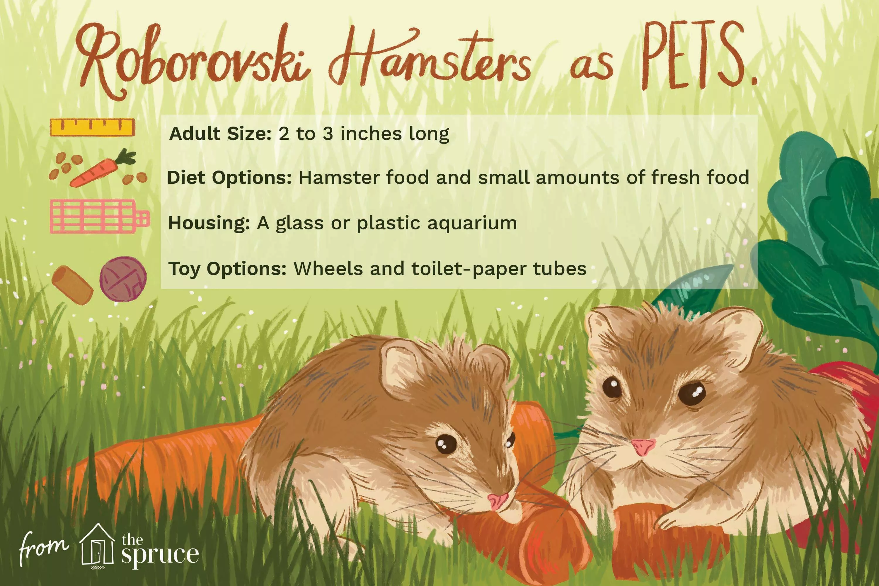 Comprehensive Guide to Caring for a Robo (Roborovski) Hamster — care guide