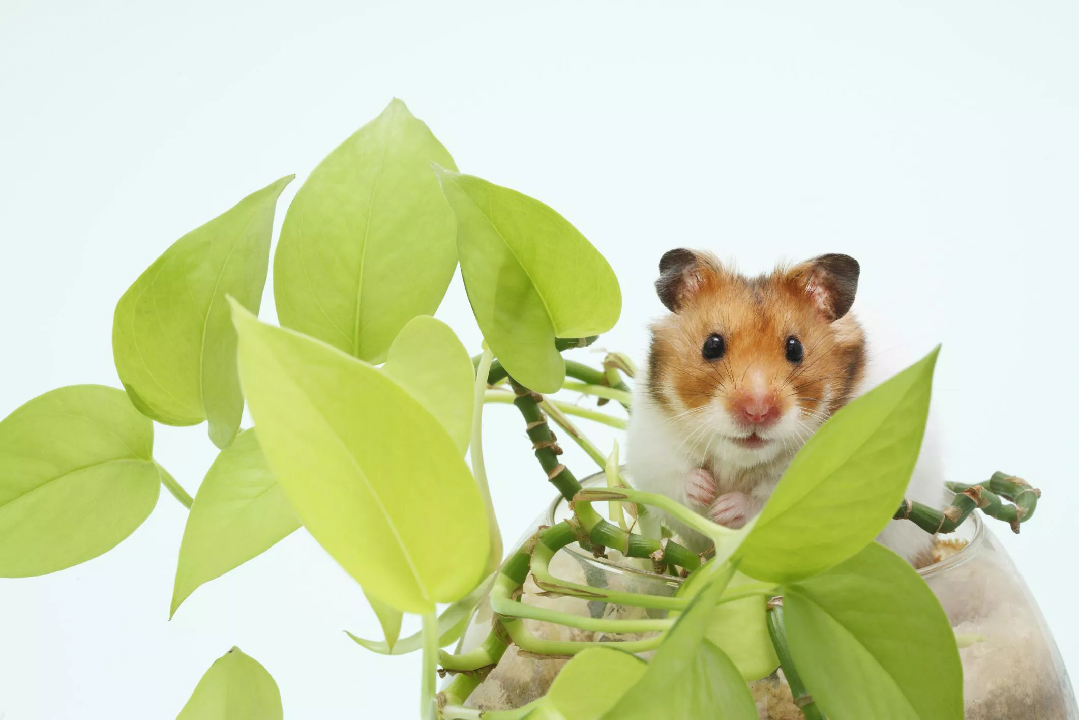 Essential Guide to Caring for Your Pet Syrian Hamster — care guide