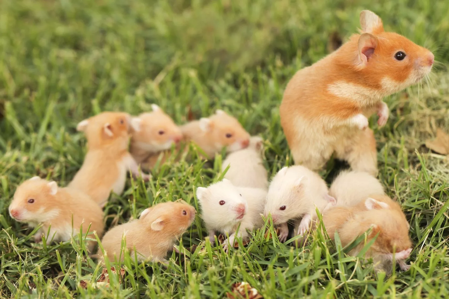 Why Syrian Hamsters Live Together in Pet Stores but Not at Your Home — care guide