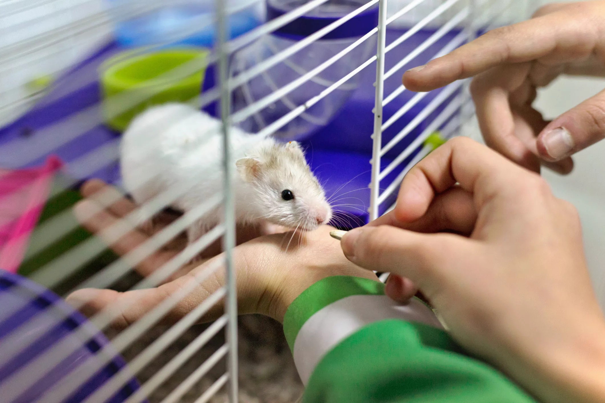 The First 30 Days With Your Pet Hamster — care guide