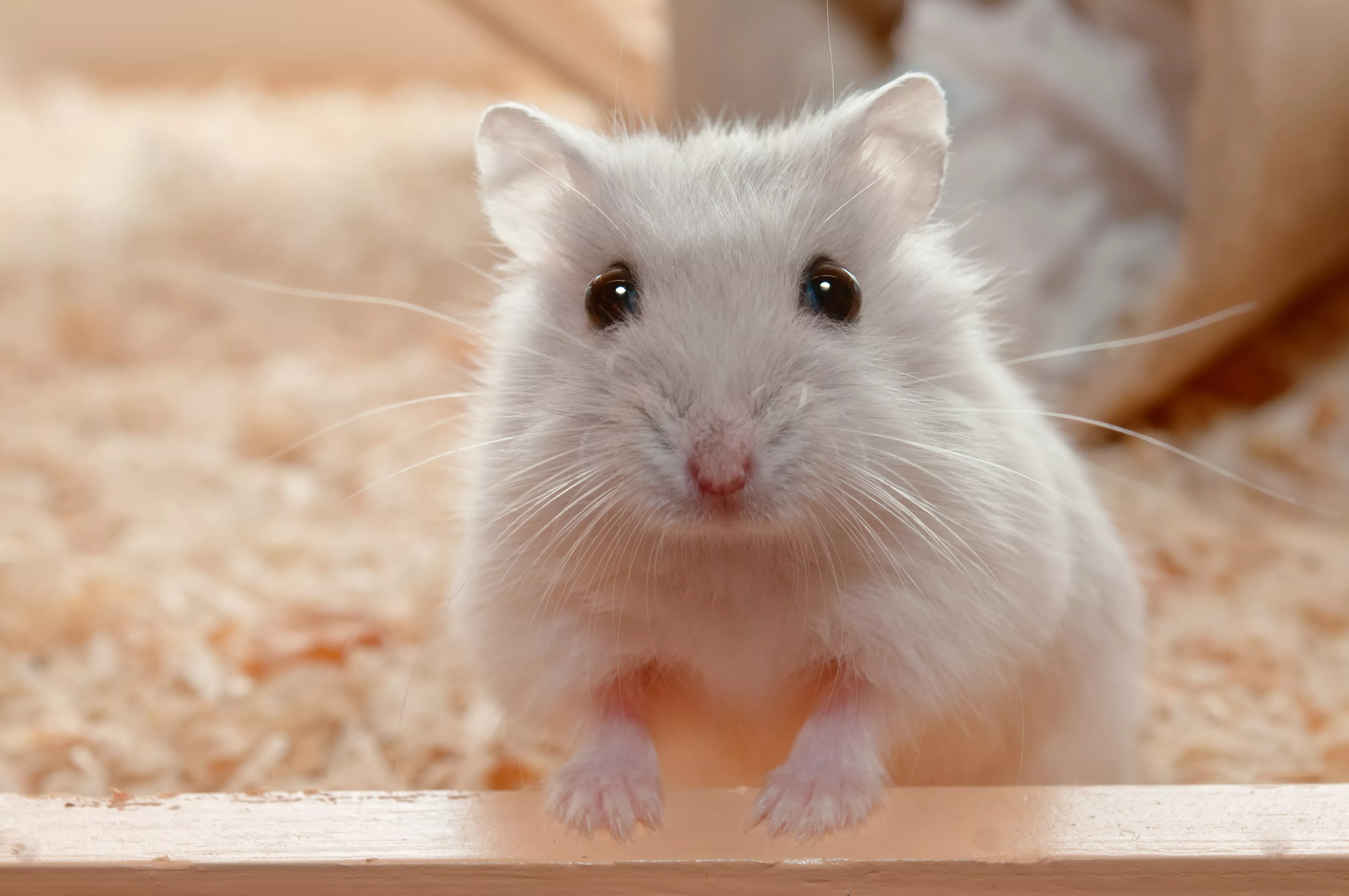 Understanding Wet Tail in Hamsters: Symptoms, Causes, and Care — care guide