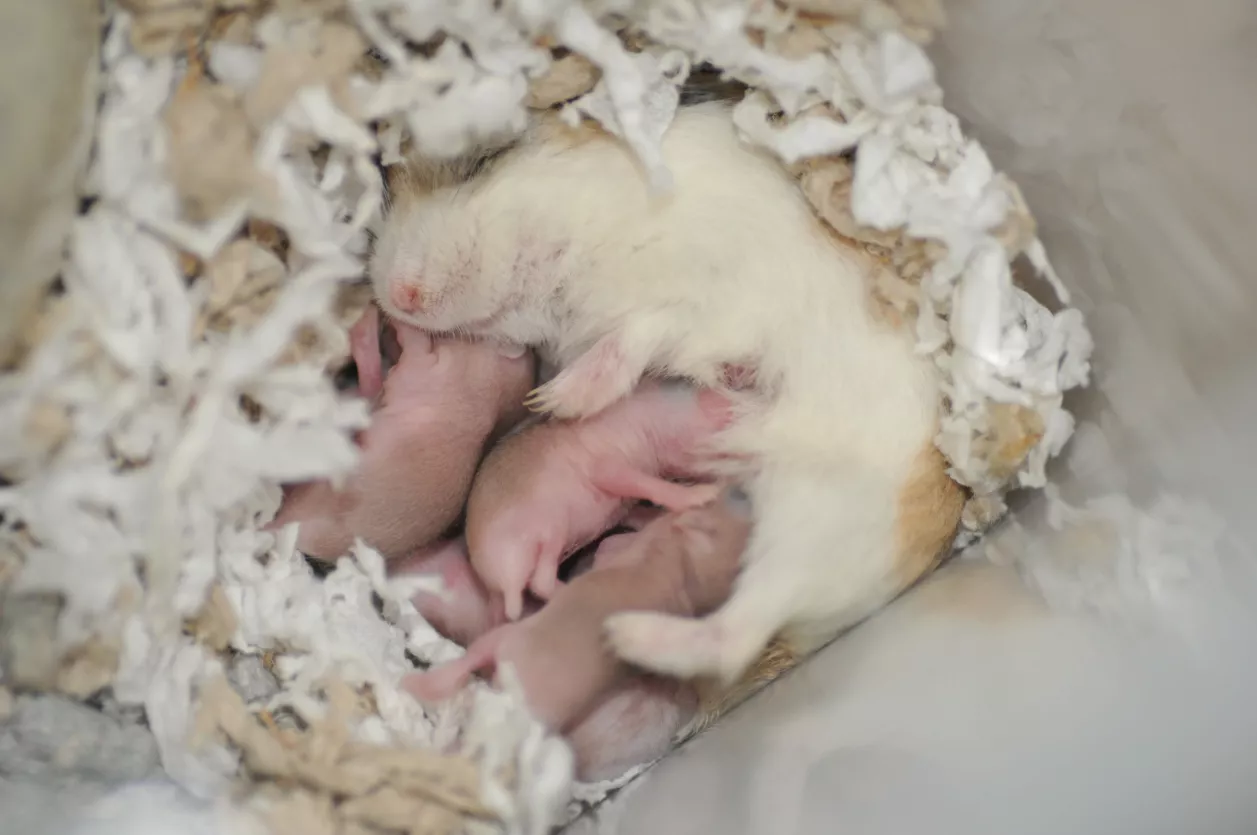 What Should You Do If Your Hamster Has Babies? — care guide