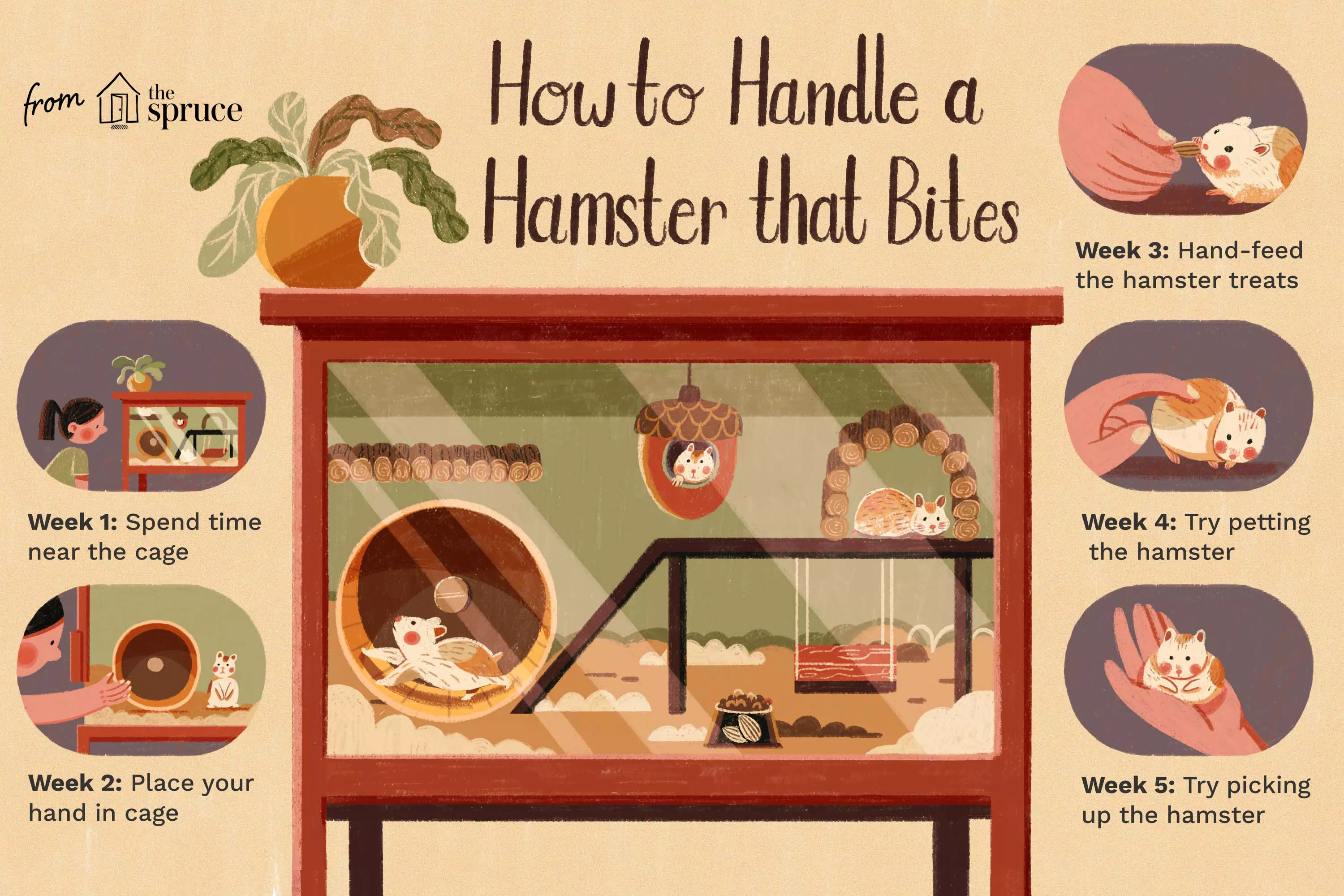 How to Stop Hamster Bites: A Guide to Prevent Fear-Based Nipping — care guide