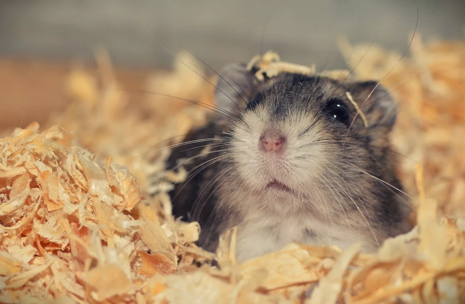 Why Do Hamsters Eat Their Babies? Understanding Shocking Behavior — care guide