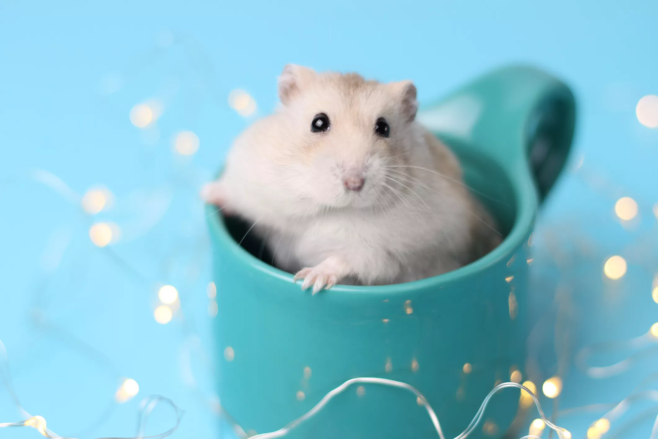 7 Reasons Why Hamsters Make Great Pets — care guide
