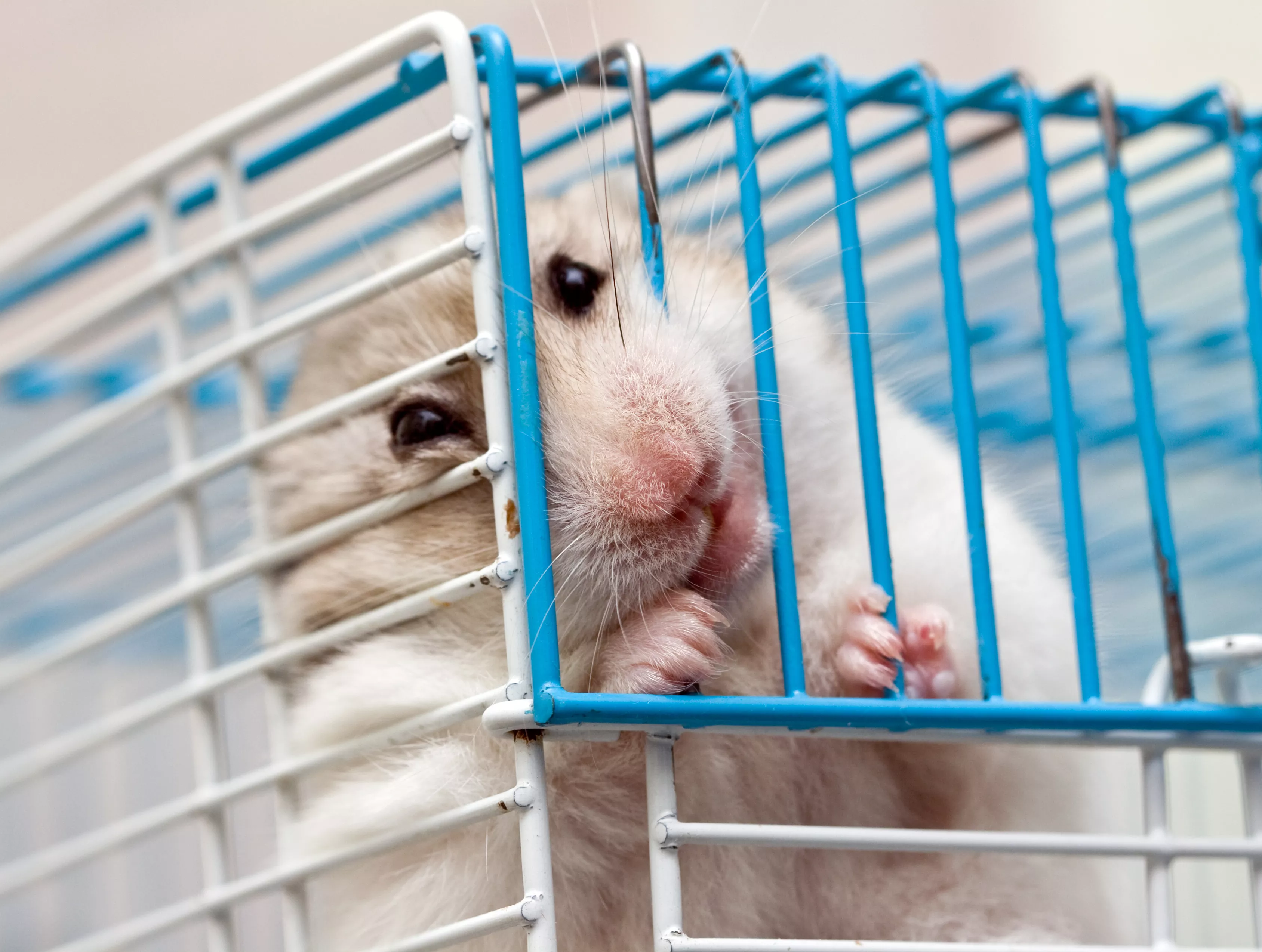 How to Stop Your Hamster from Biting Its Cage: Tips and Solutions — care guide