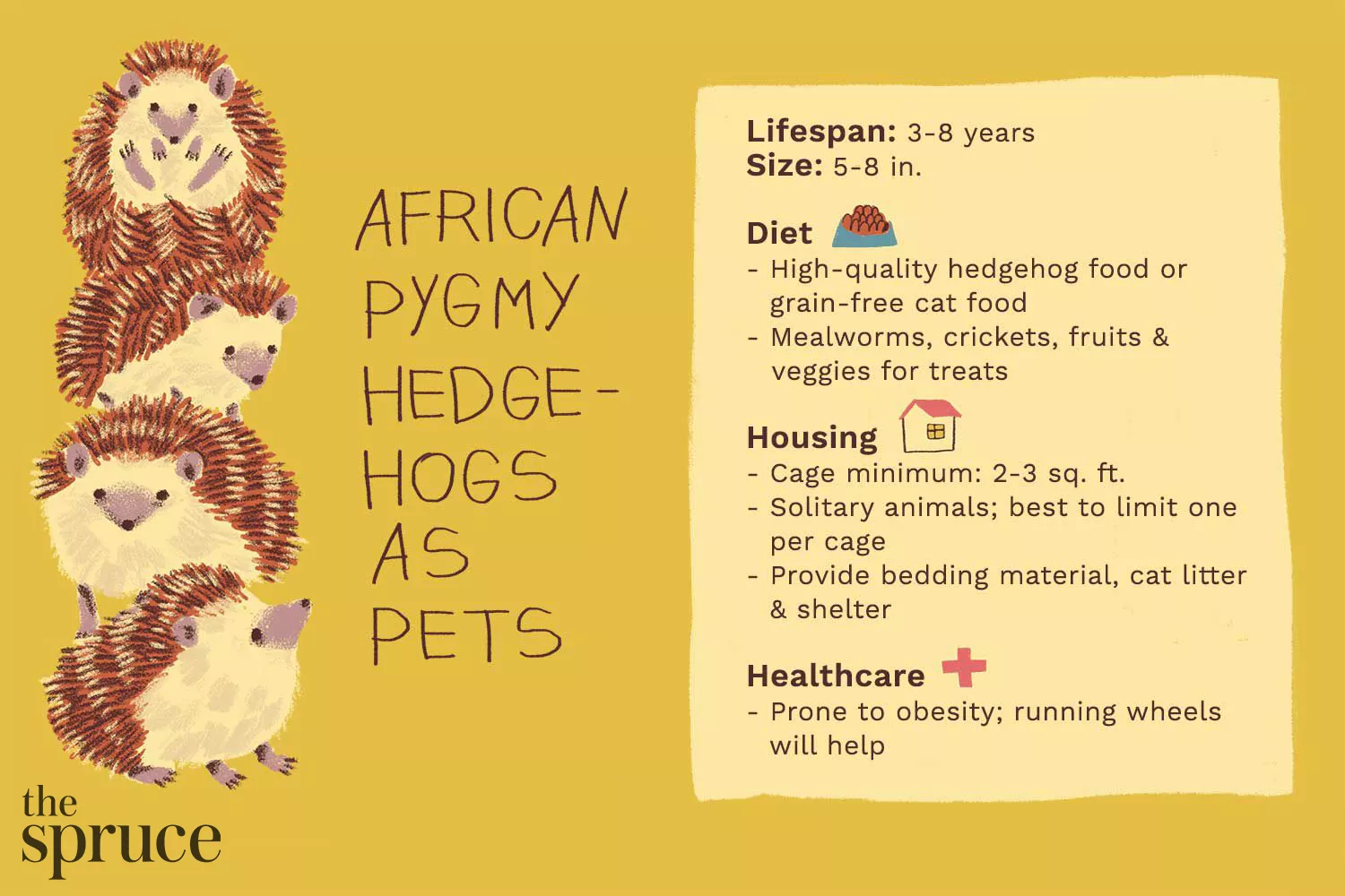How to Care for a Pet African Pygmy Hedgehog — care guide