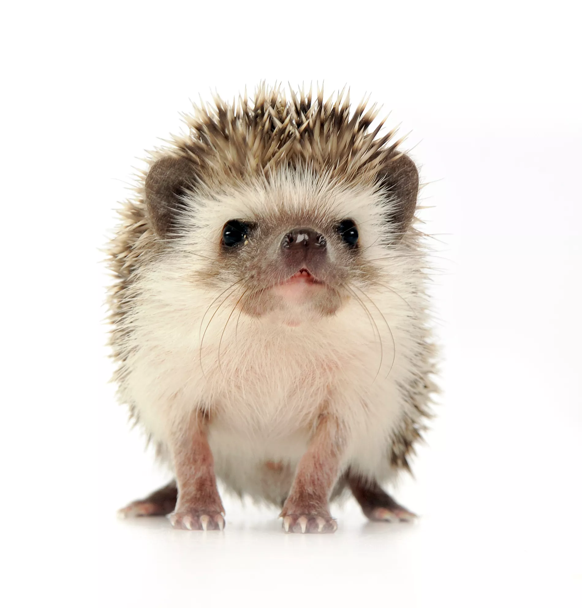 Are Hedgehogs Good Pets? — care guide