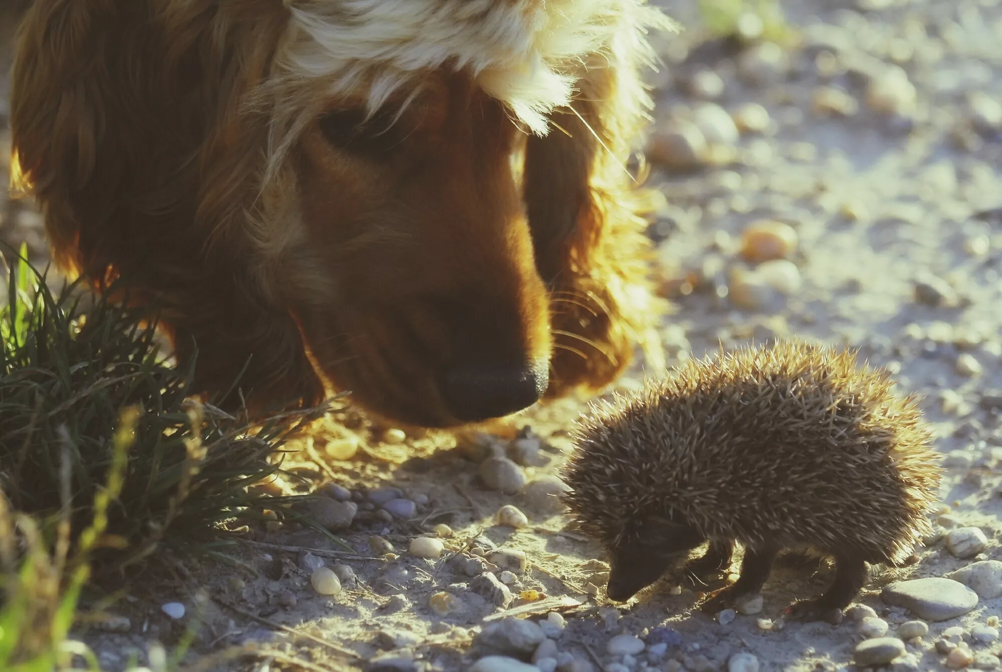 Do Hedgehogs Get Along With Other Pets? — care guide