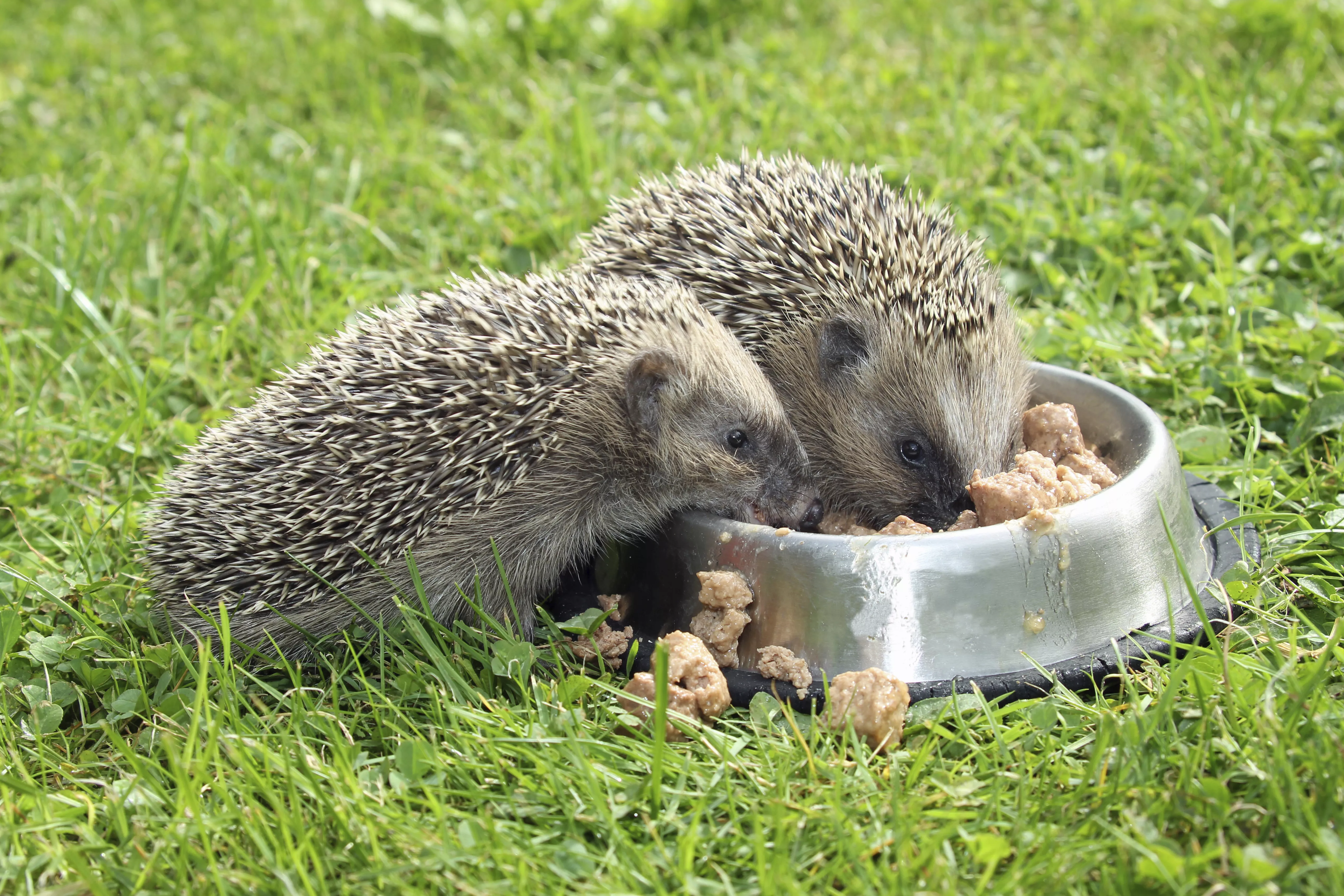 The Pros and Cons of Feeding Your Hedgehog Cat Food — care guide