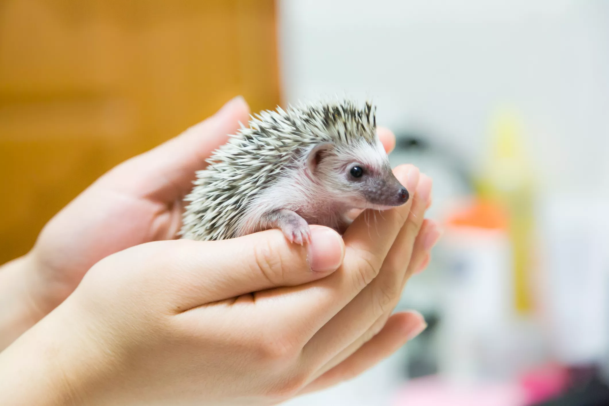 Hedgehog Handling Tips and Basics — care guide