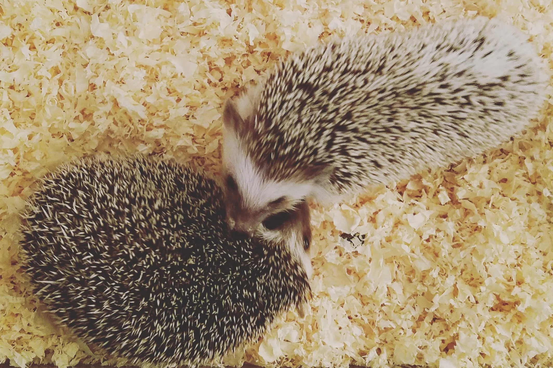 Hedgehog Bedding Options — care guide