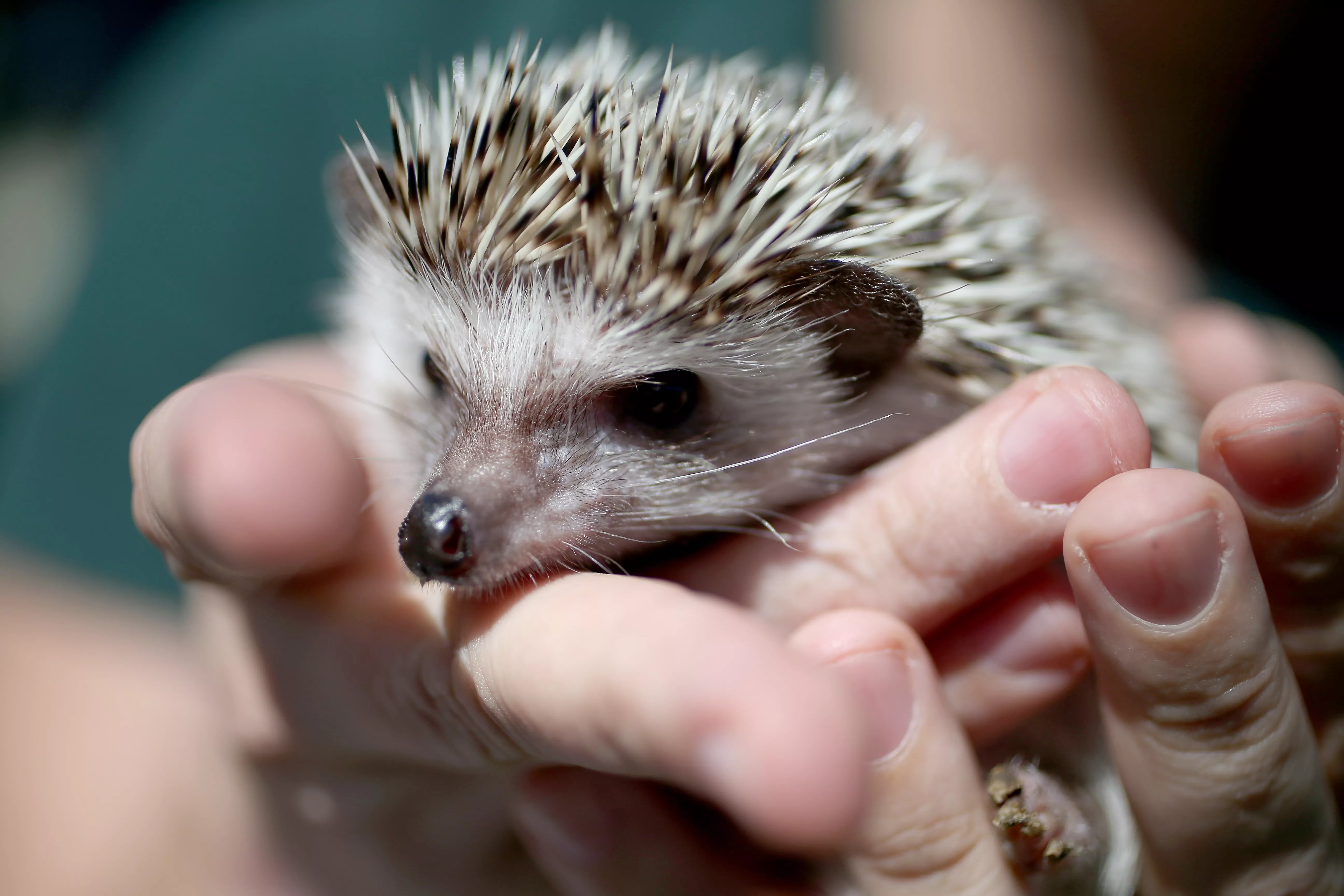 Mites in Hedgehogs — care guide
