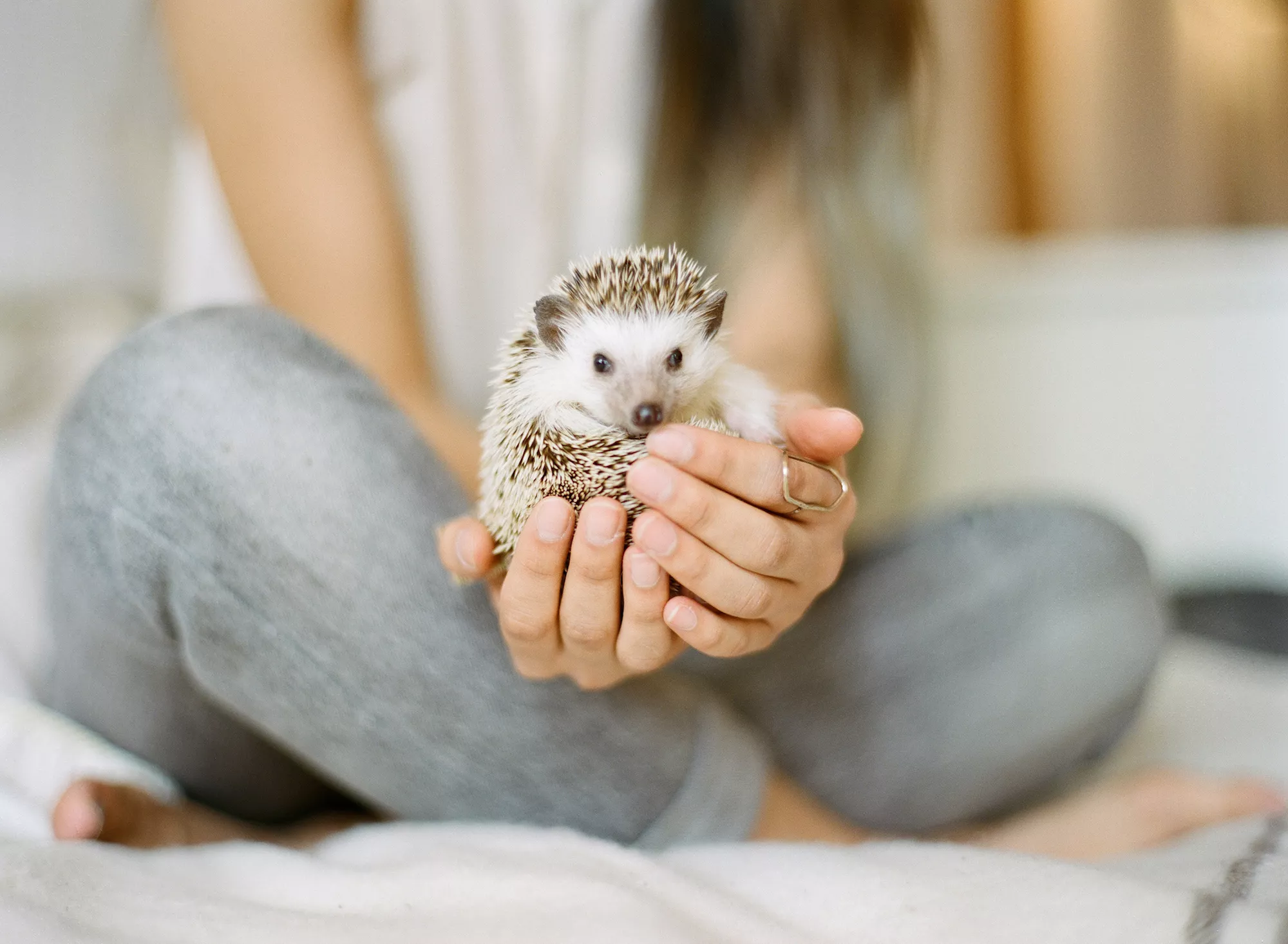 Are Hedgehogs Too Prickly to Hold? — care guide