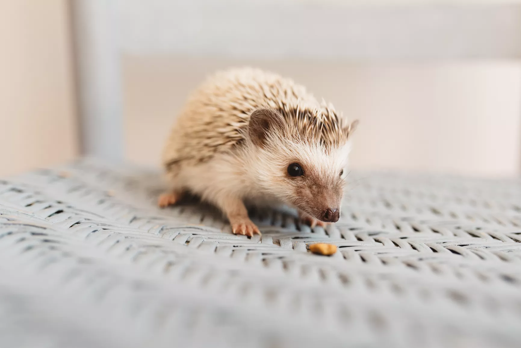 Hedgehog Teeth — care guide