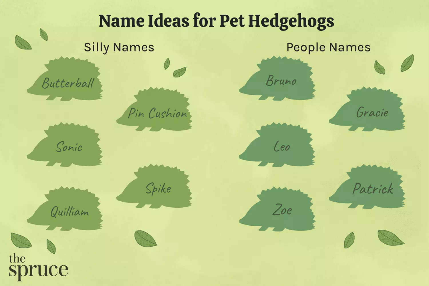 100 Hedgehog Names: Cute, Funny & Pop Culture-Inspired Ideas — care guide