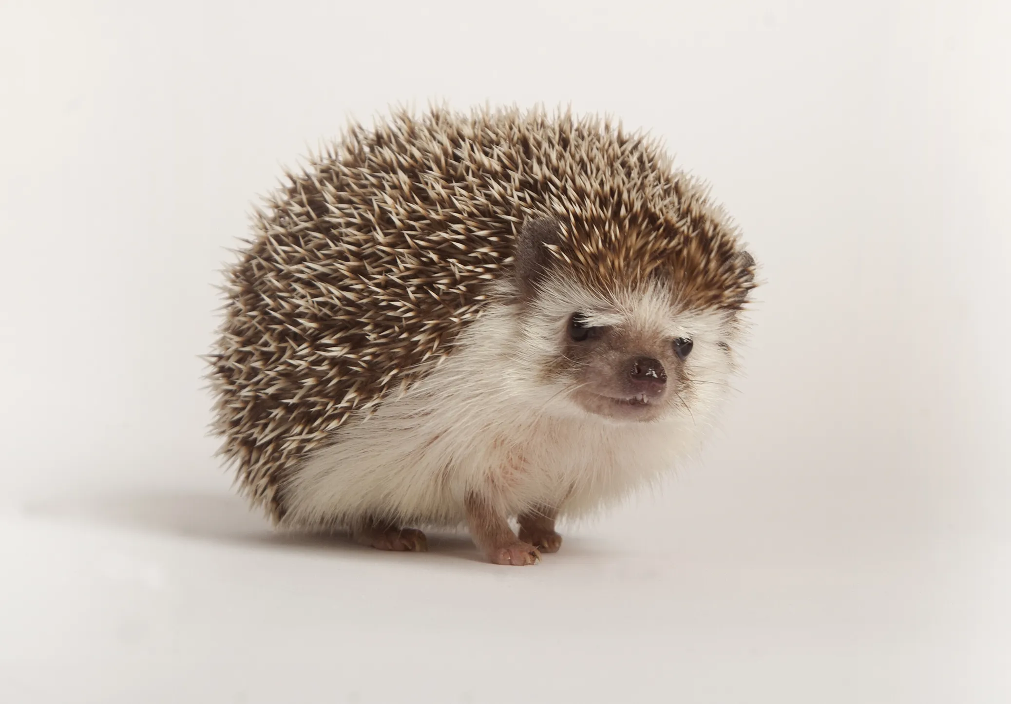 The Essential Guide to Hedgehog Care: Tips for Happy, Healthy Pets — care guide