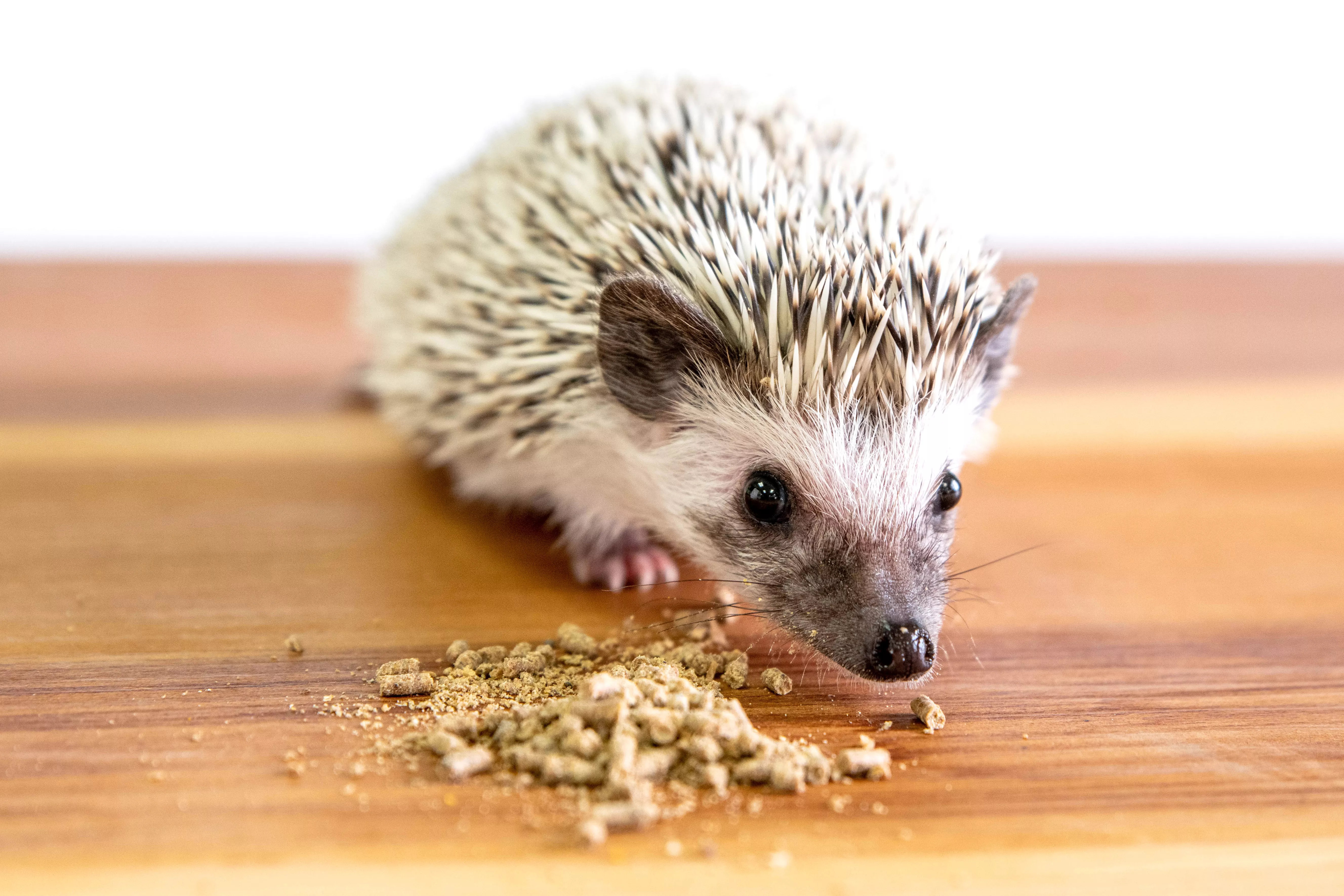 What Do Hedgehogs Eat? Discover the Best Diet for Your Spiky Pet — care guide