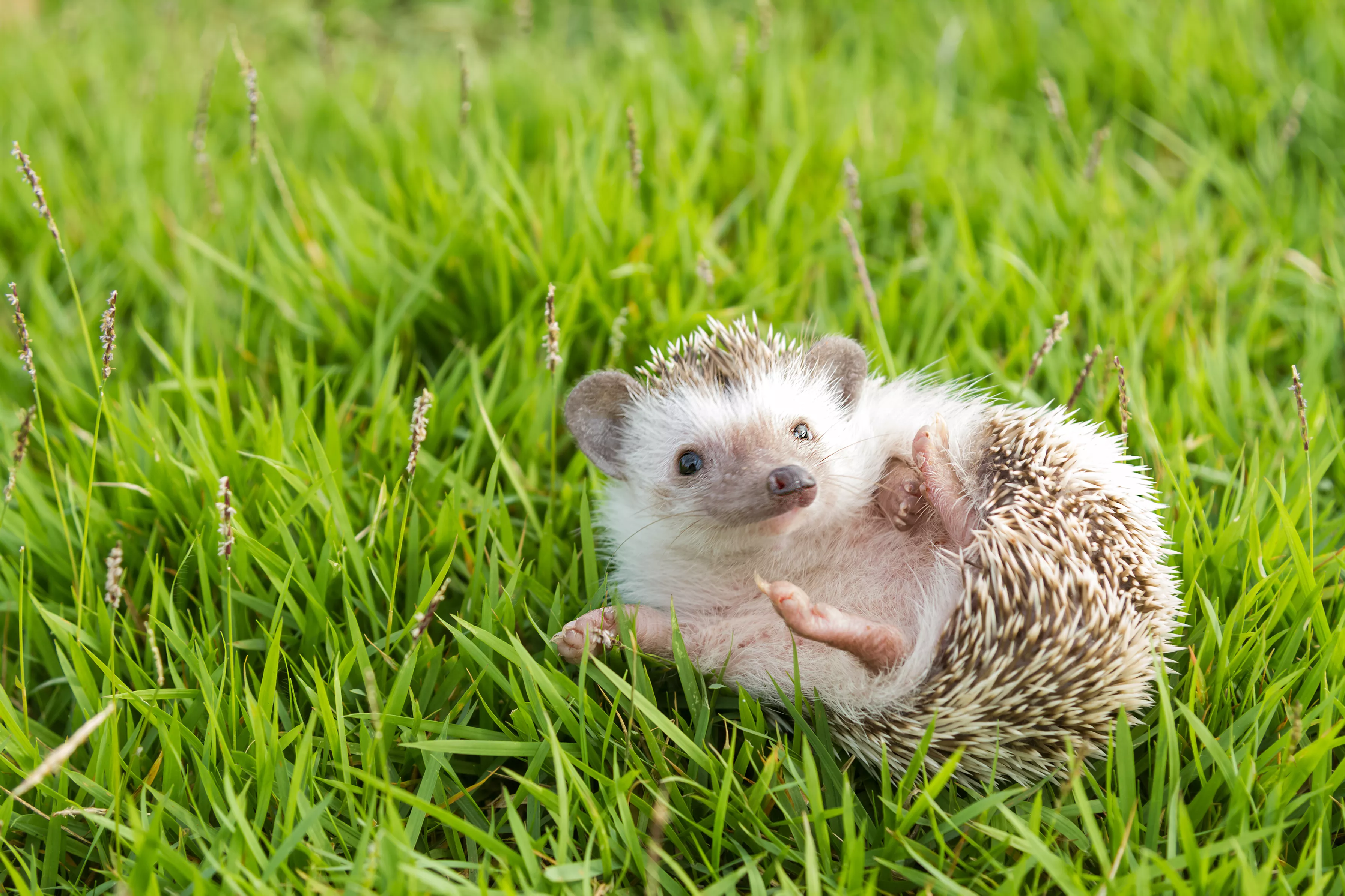 Wobbly Hedgehog Syndrome (WHS) — care guide