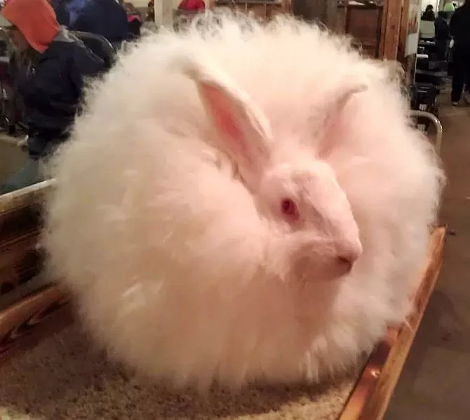 White giant angora rabbit sitting on a table.
