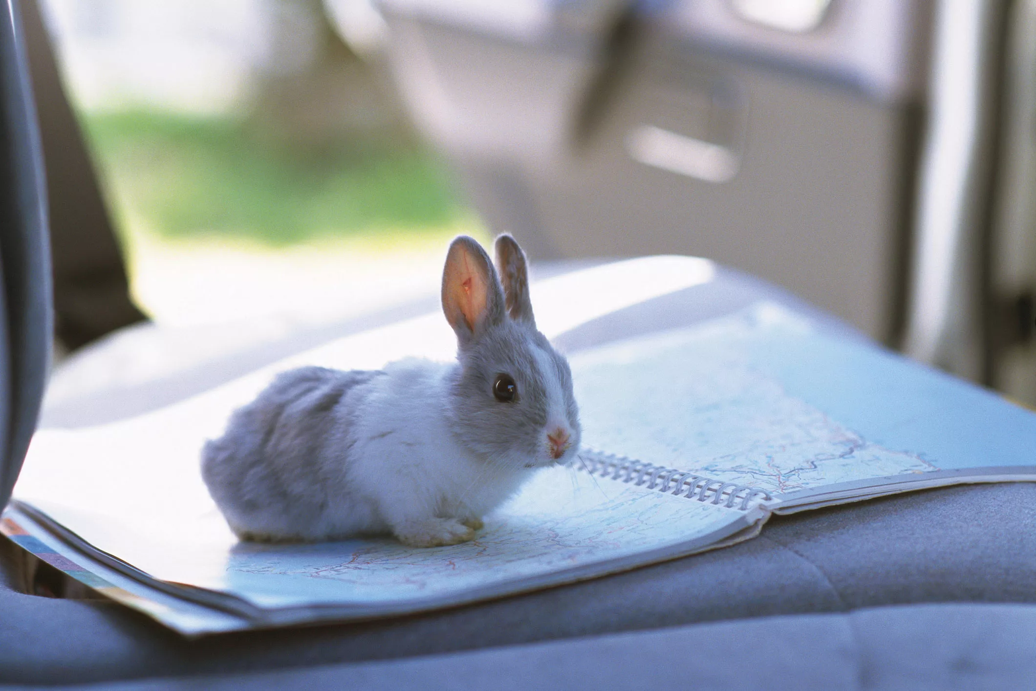 How to Travel With a Rabbit in a Car — care guide