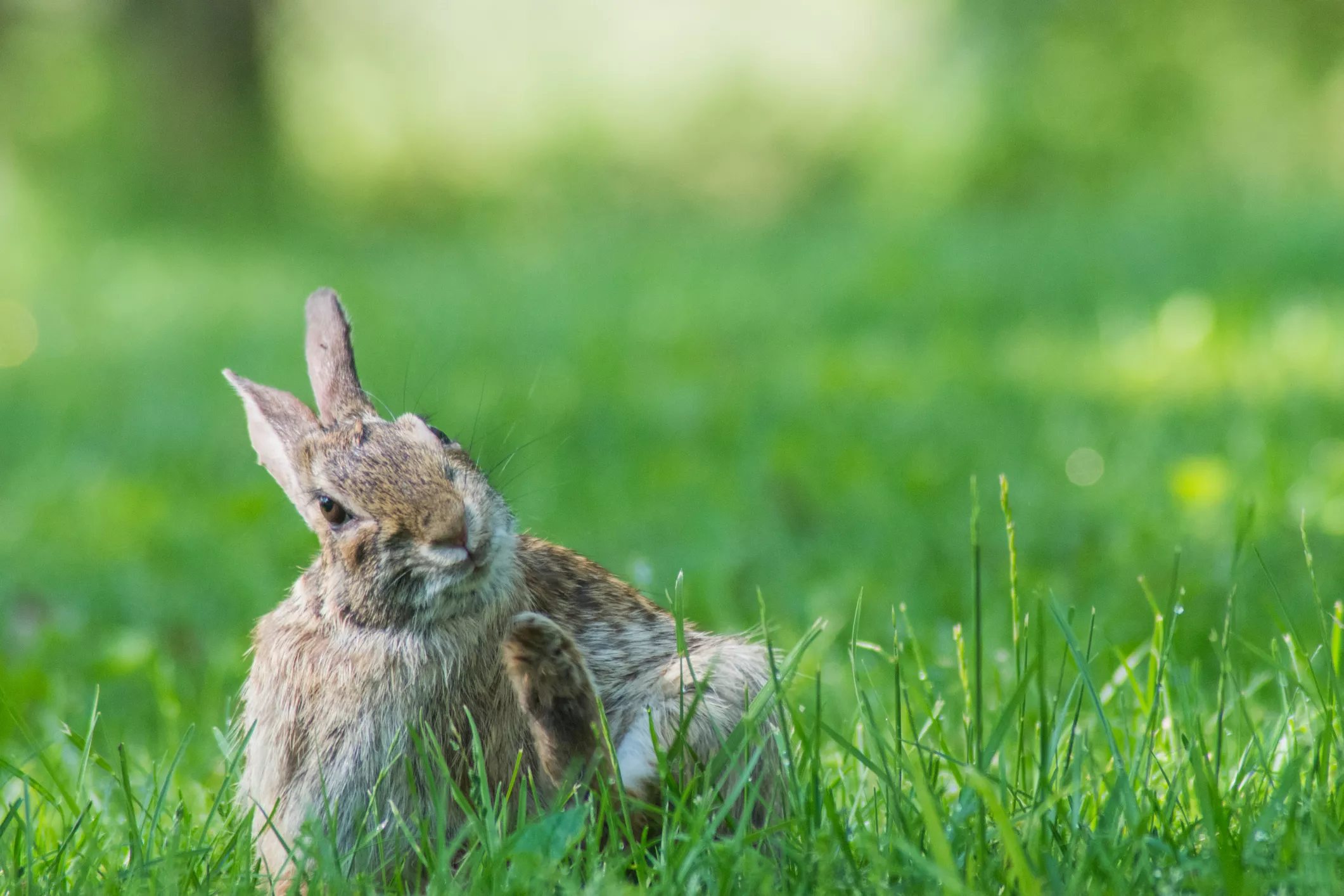 Itching and Scratching in Rabbits — care guide