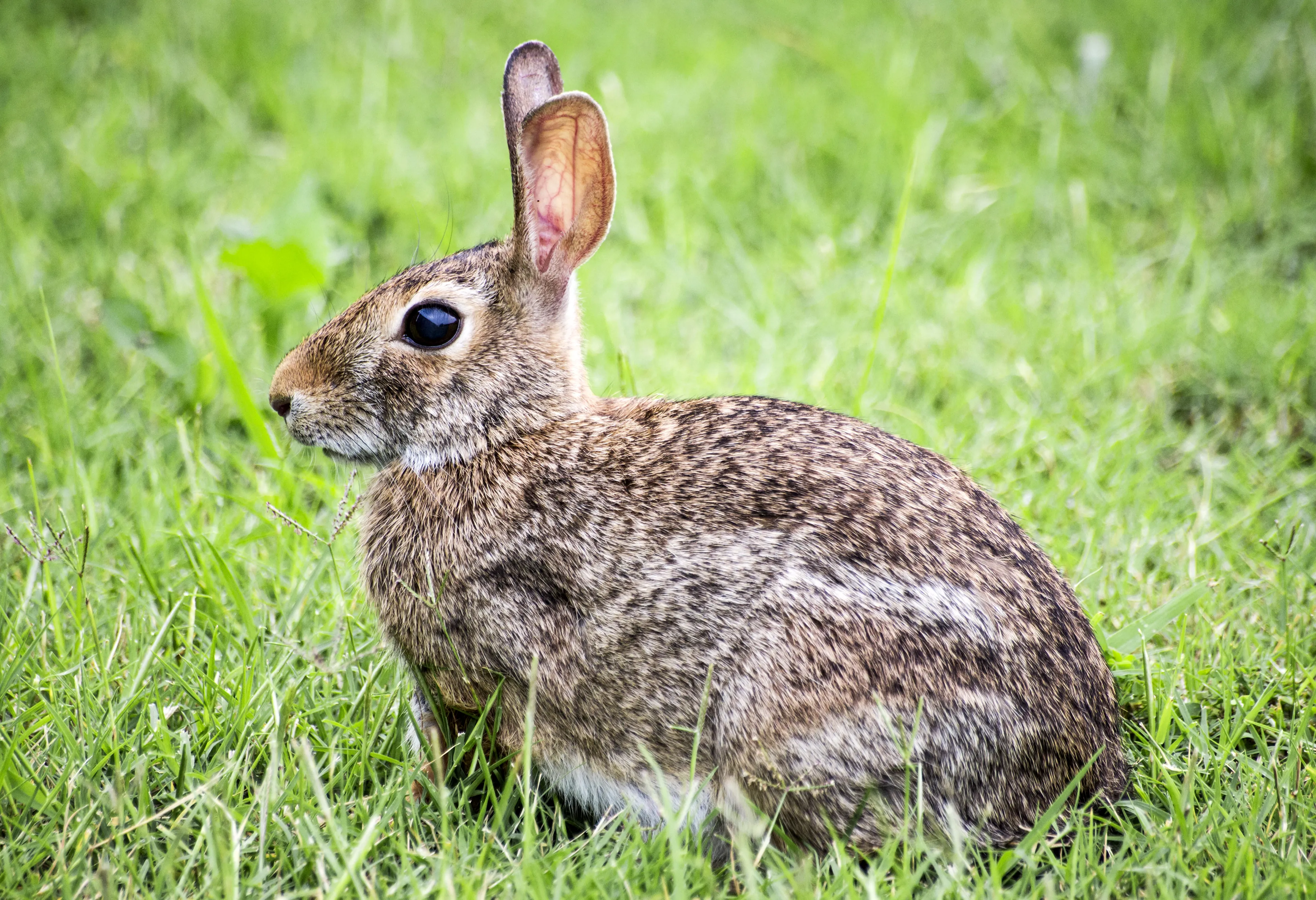 Can Domesticated Rabbits Survive in the Wild? — care guide