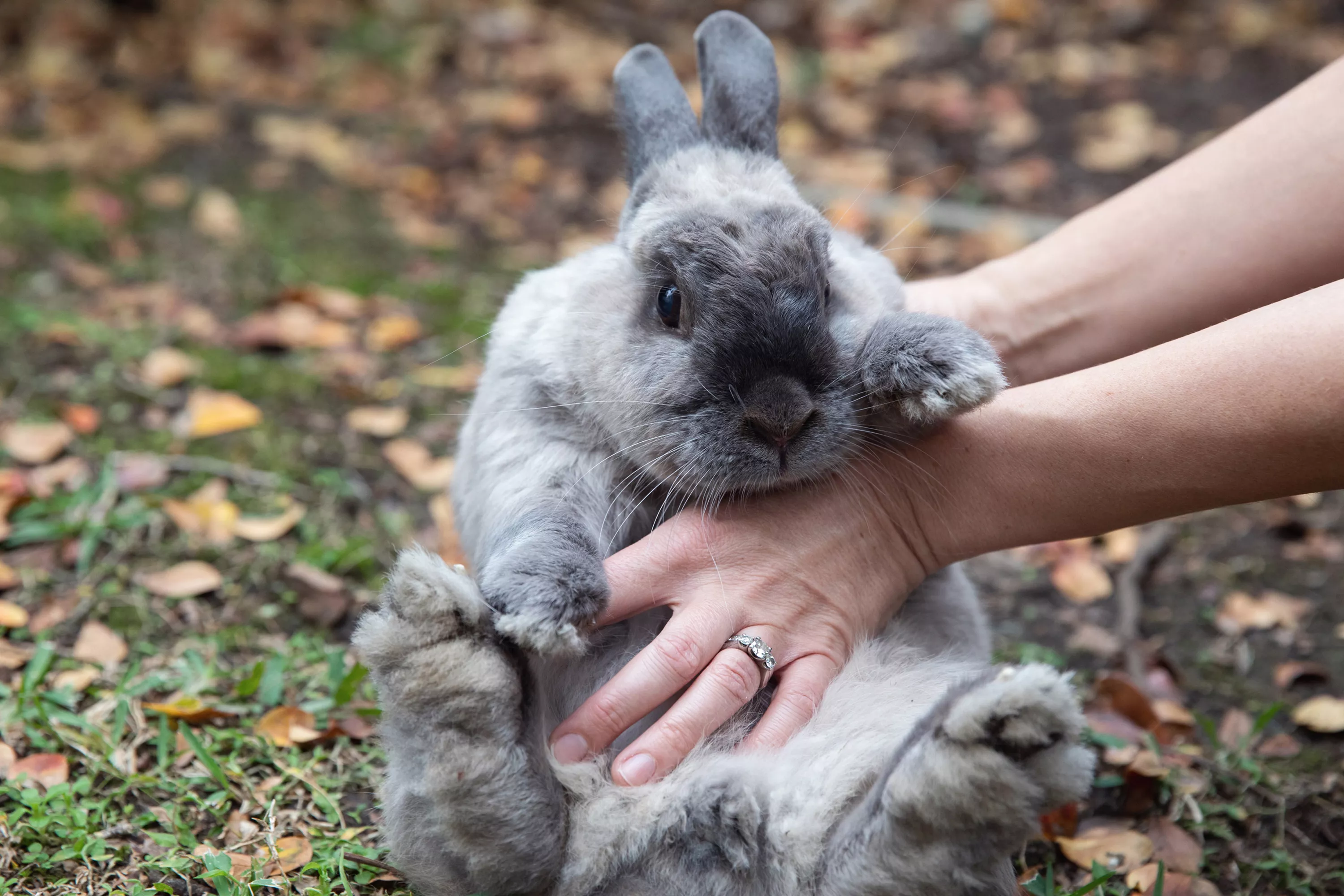 Bunny Price: How Much Does It Cost to Care for a Pet Rabbit? — care guide