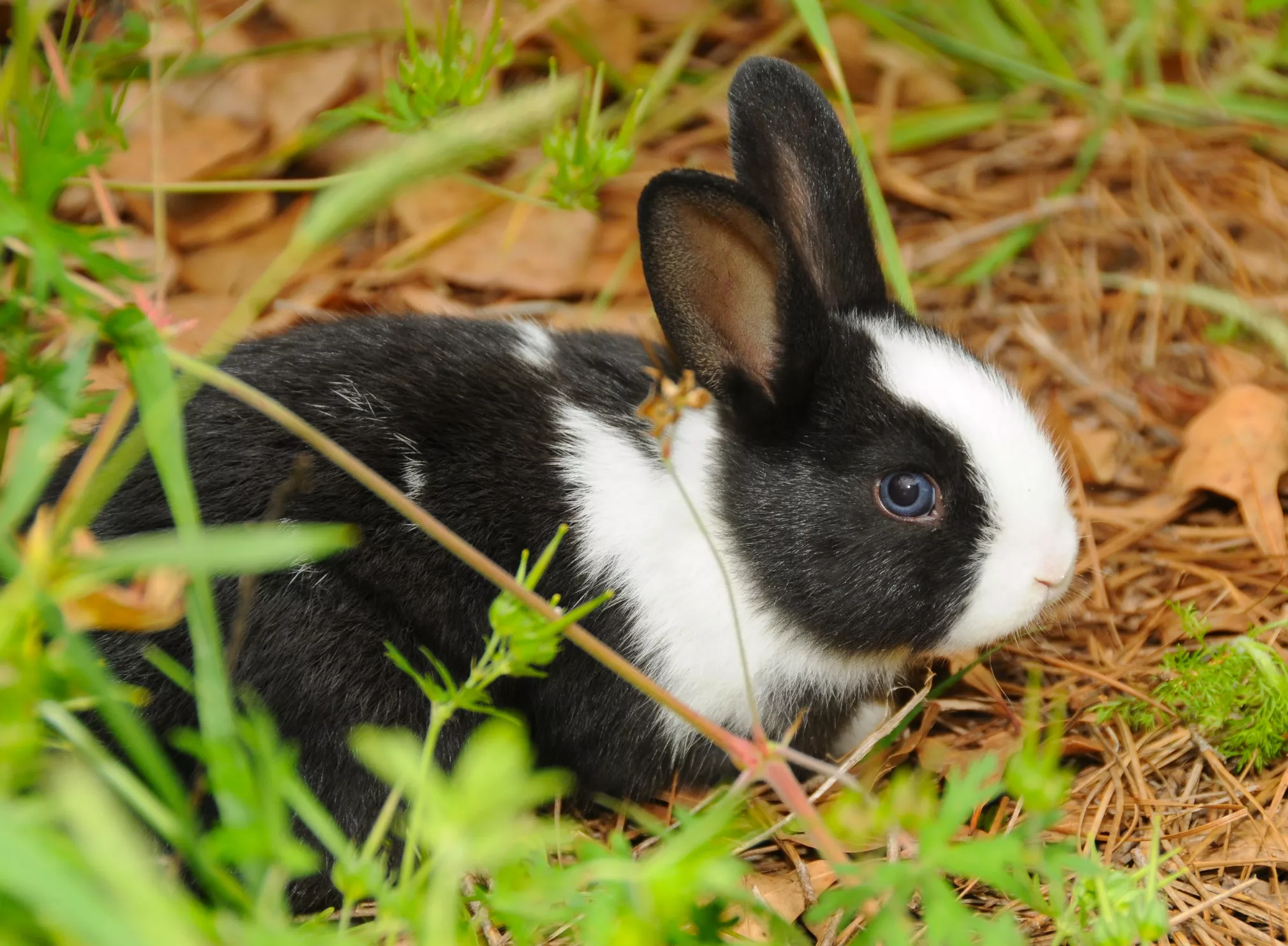 How to Care for a Pet Dutch Rabbit — care guide