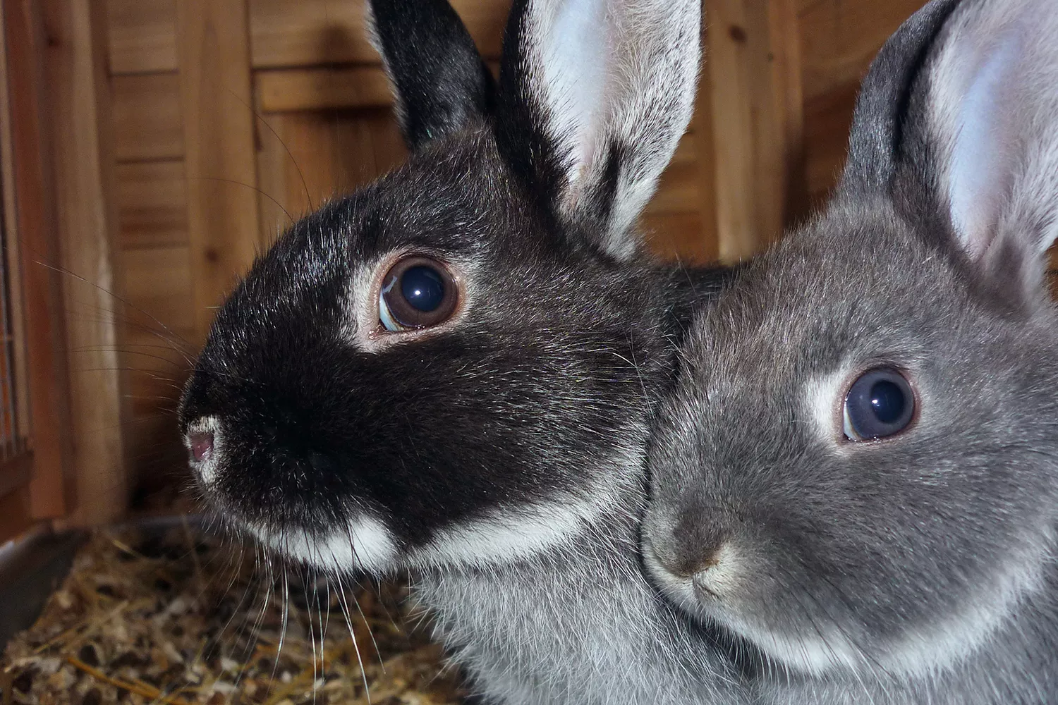 How to Care for a Pet Silver Fox Rabbit — care guide