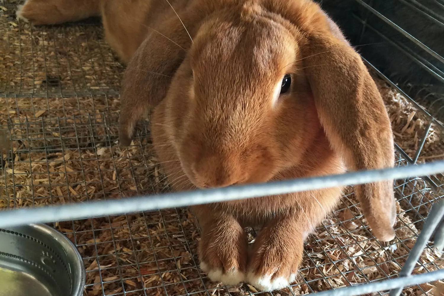 How to Care for a Velveteen Lop Rabbit — care guide