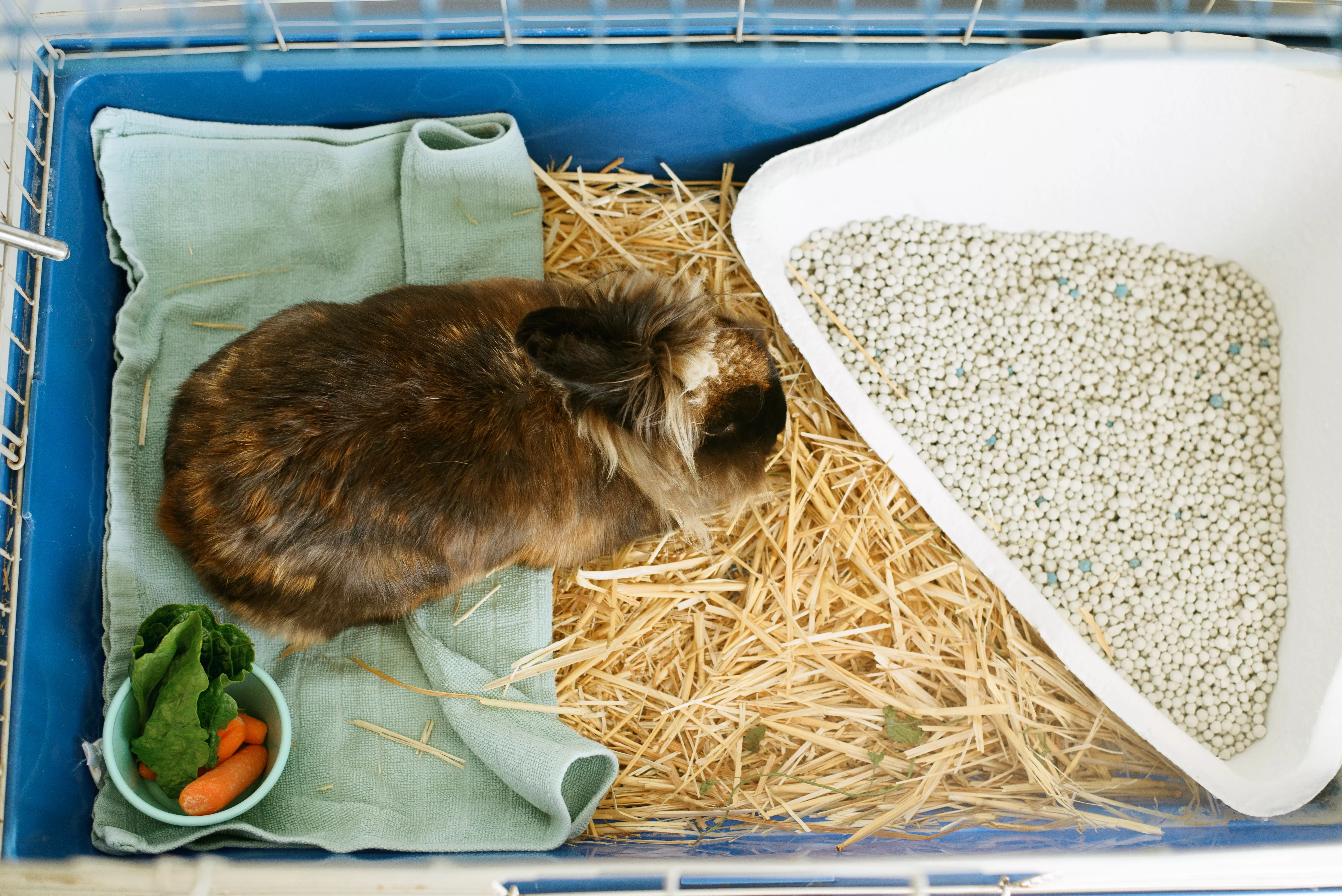 Brown and tan rabbit in cage in between litter pan and small bowl of carrots and lettuce