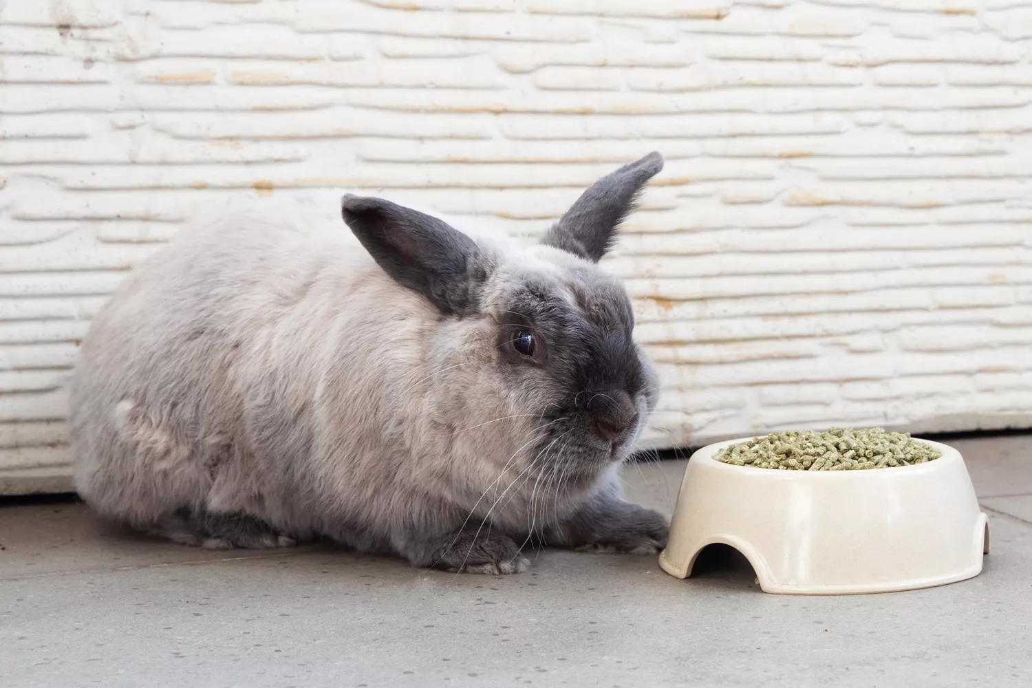 Gray and black rabbit laying down next to bowl of rabbit food