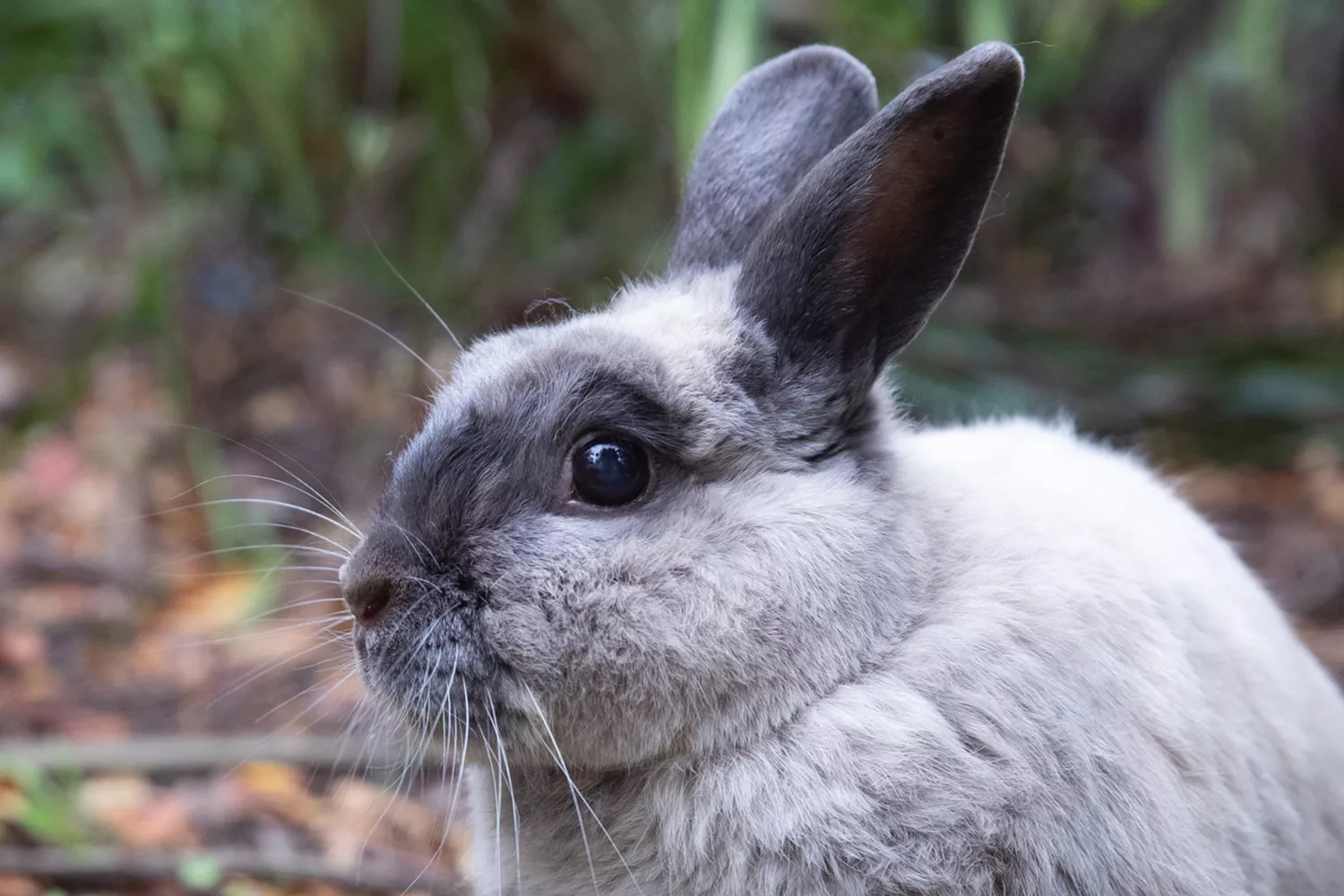 Gray and black rabbit outside closeup on its face