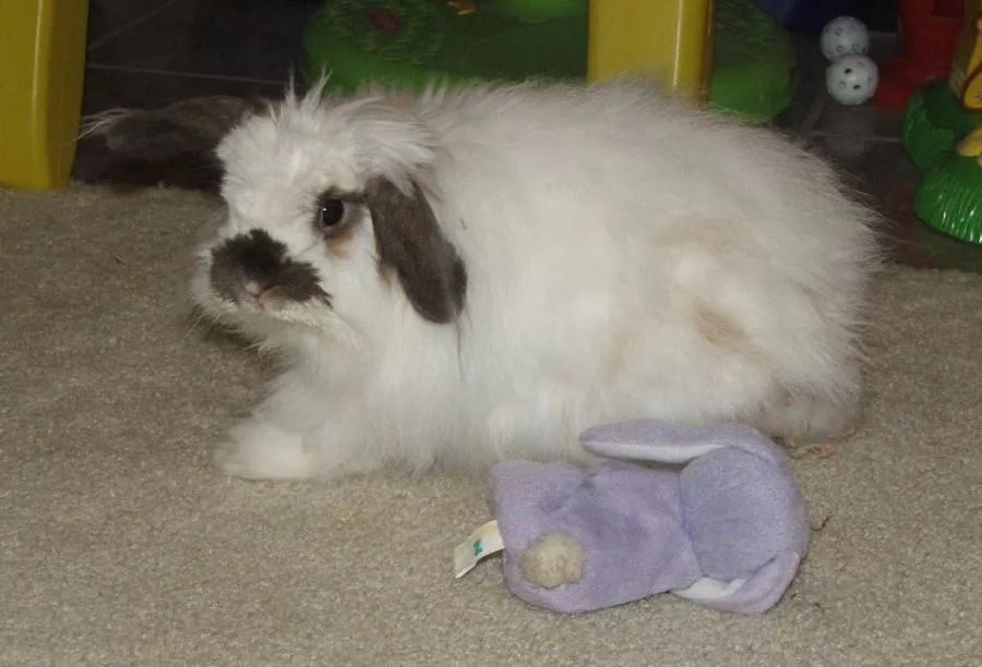 American Fuzzy Lop