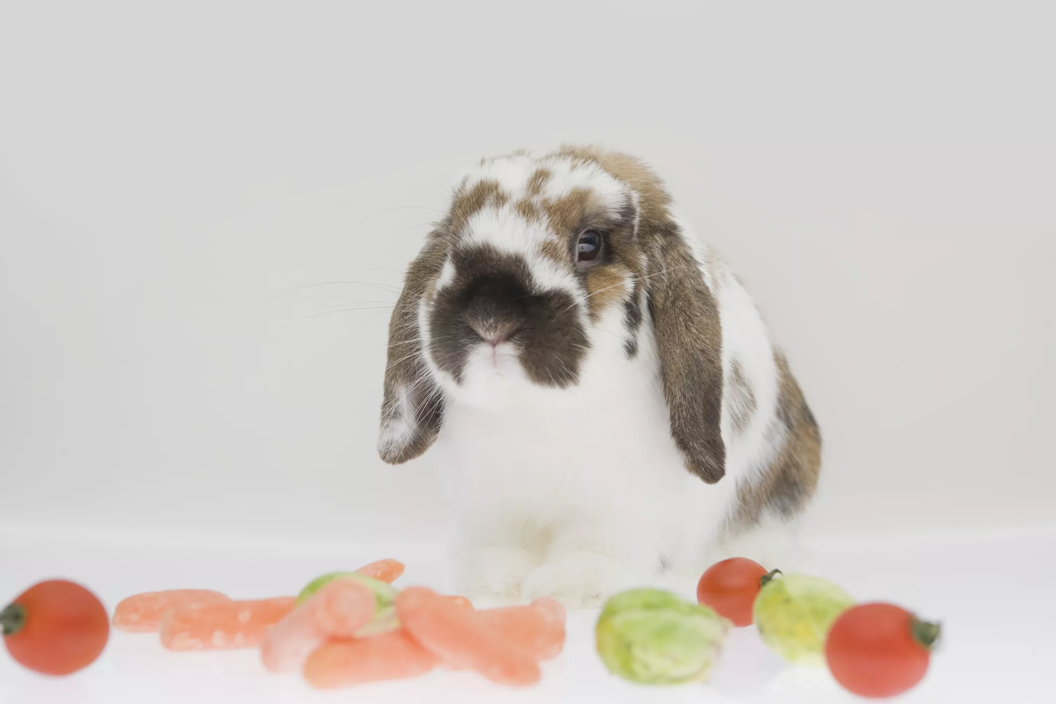 Holland lop-eared rabbit