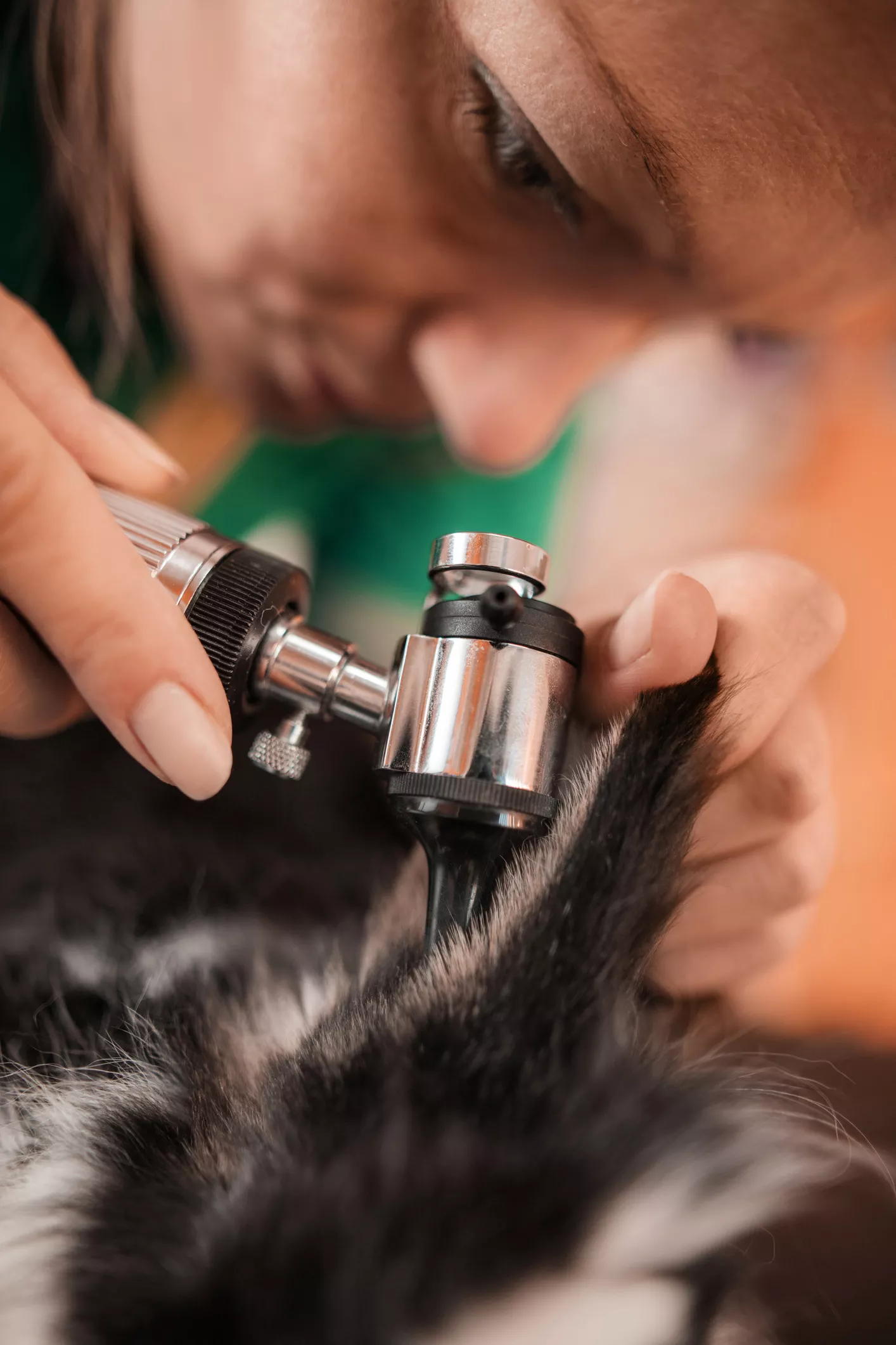 Vet examining a rabbit ear